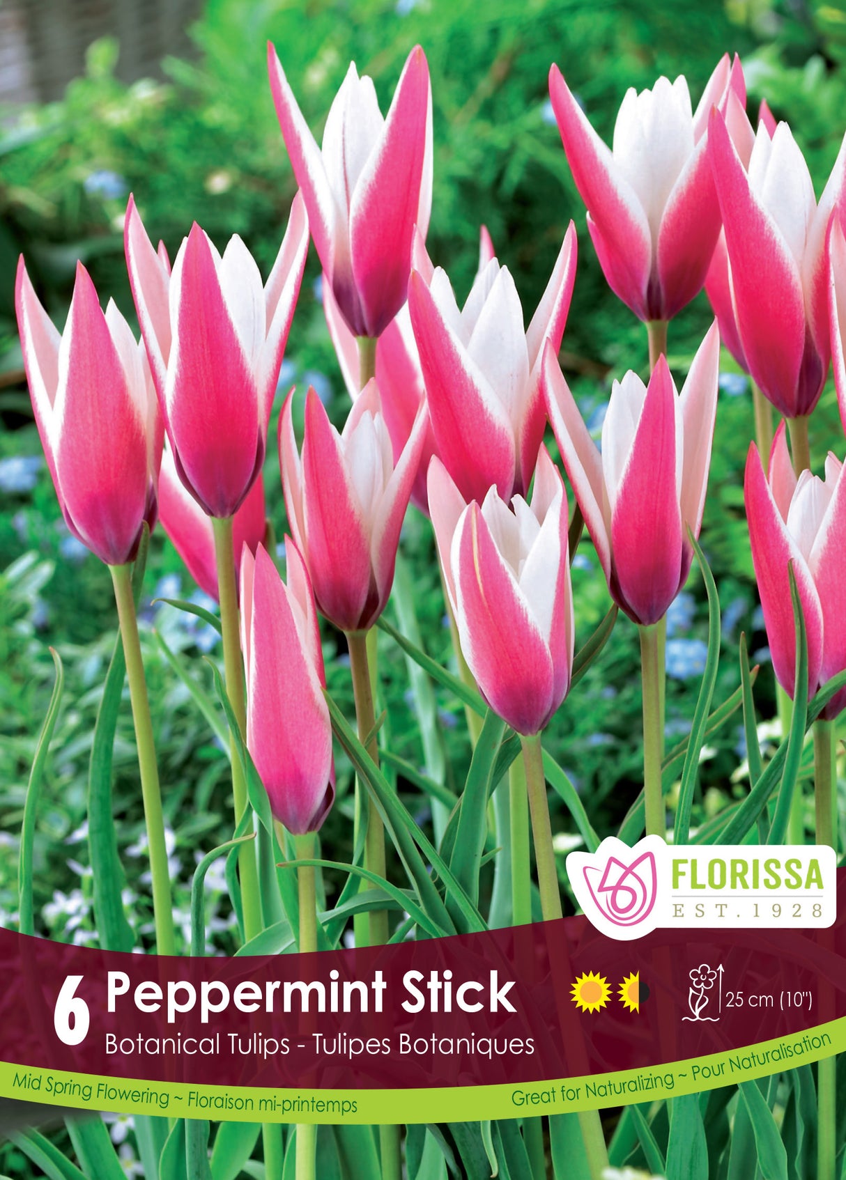Tulip Botanical - Peppermint Stick Retail