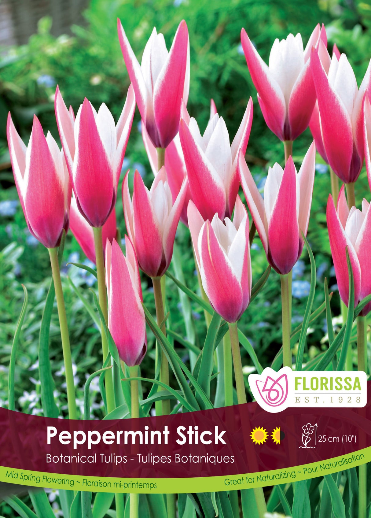Tulip Botanical - Peppermint Stick Bulk