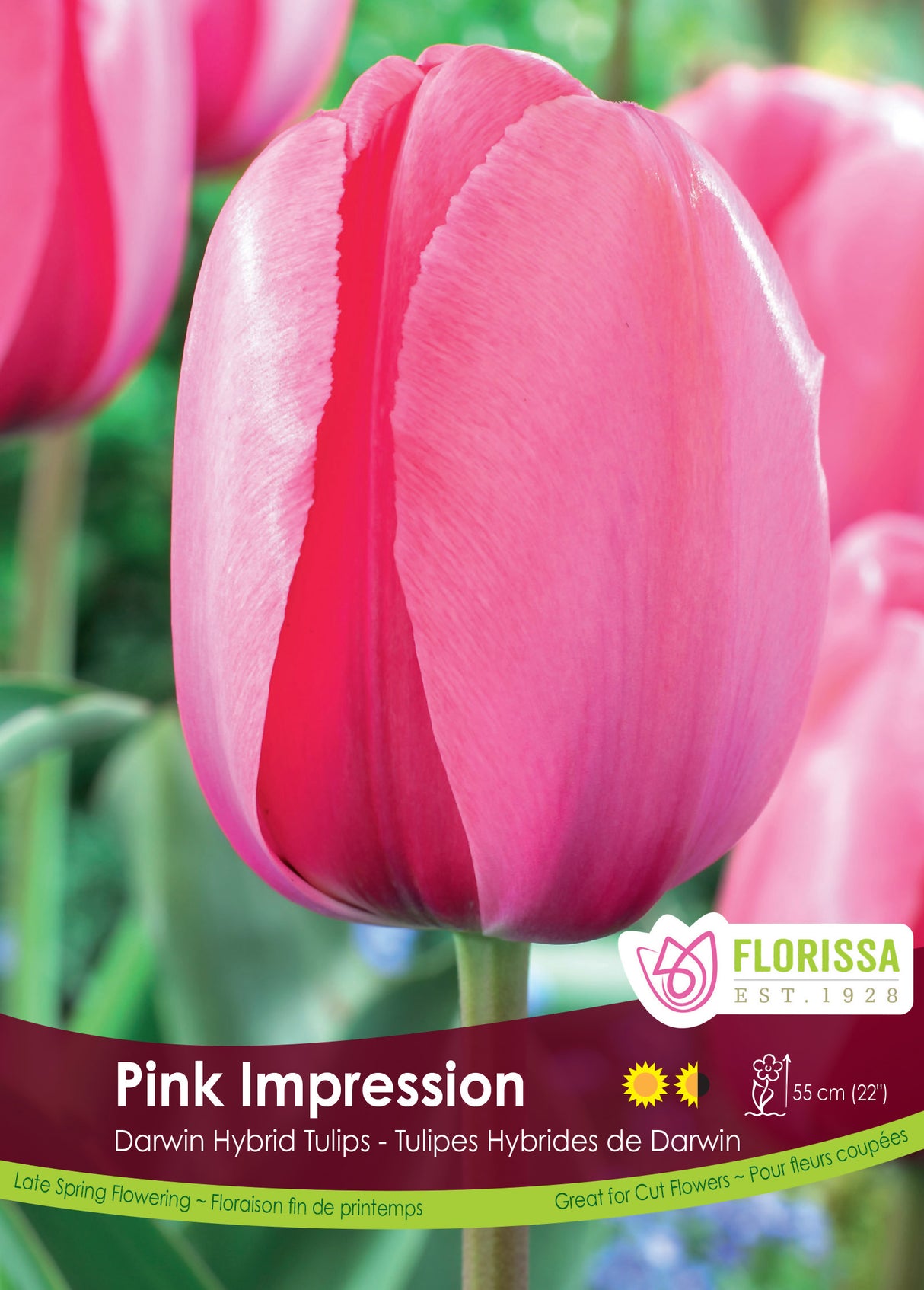Tulip Darwin Hybrid - Pink Impression Bulk