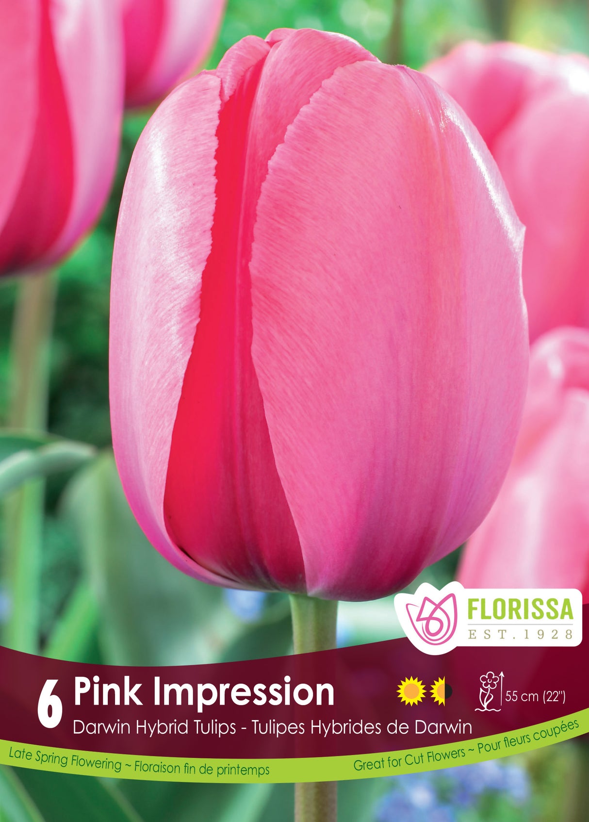 Tulip Darwin Hybrid - Pink Impression Retail