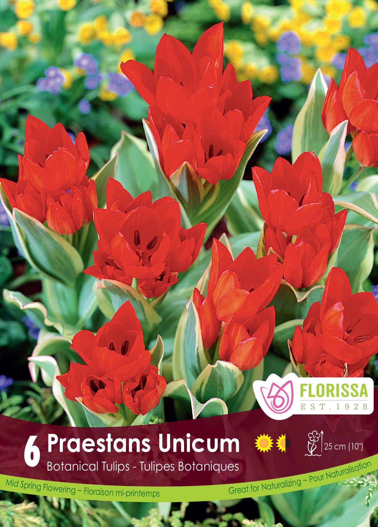 Tulip Botanical - Praestans Unicum Retail