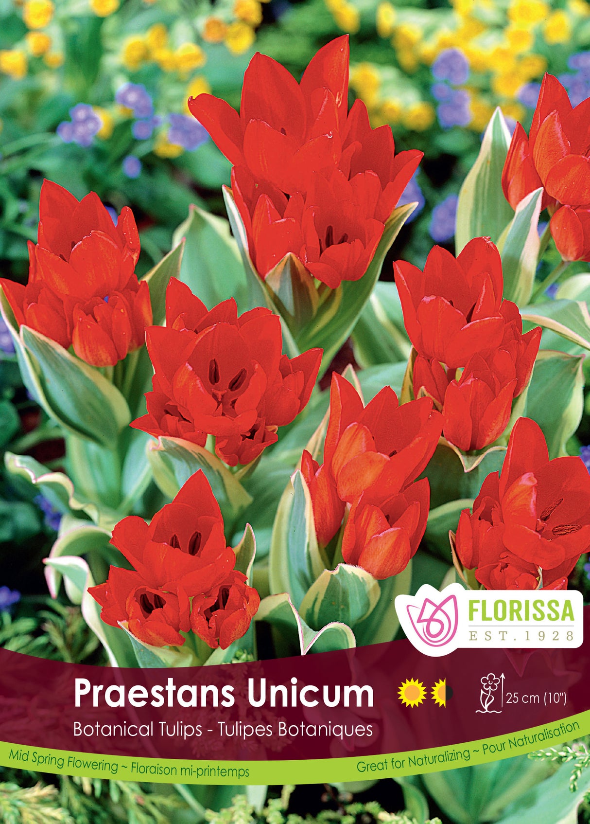 Tulip Botanical - Praestans Unicum Bulk