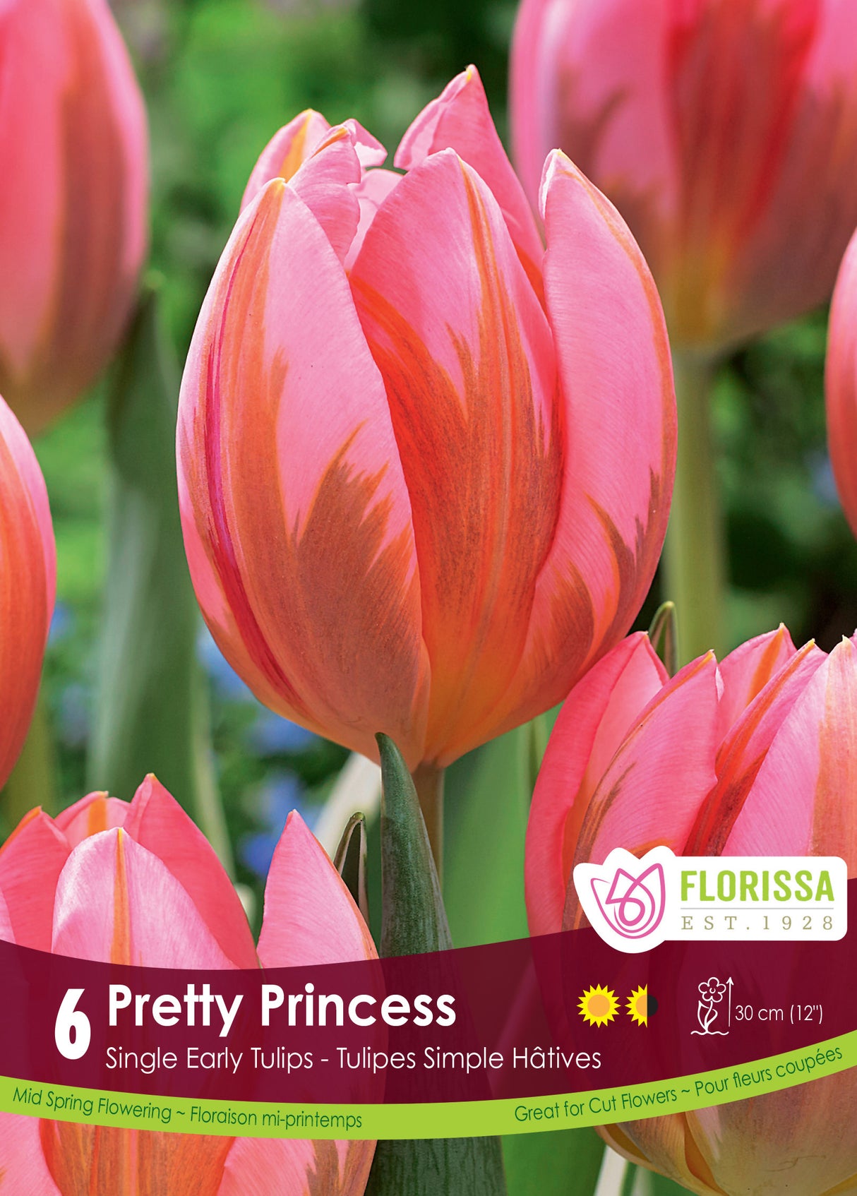 Tulip Single Early - Pretty Princess Retail