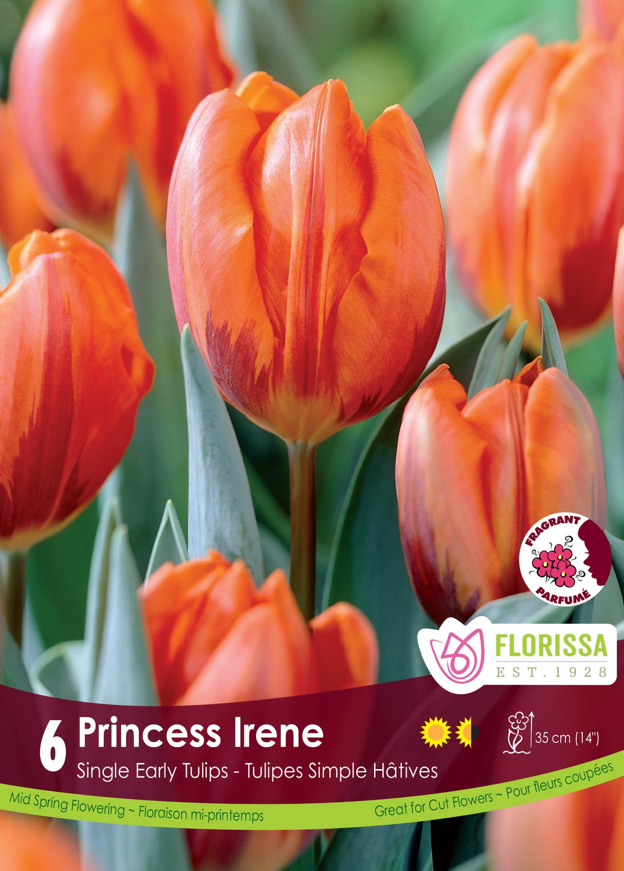Tulip Single Early - Princess Irene Retail