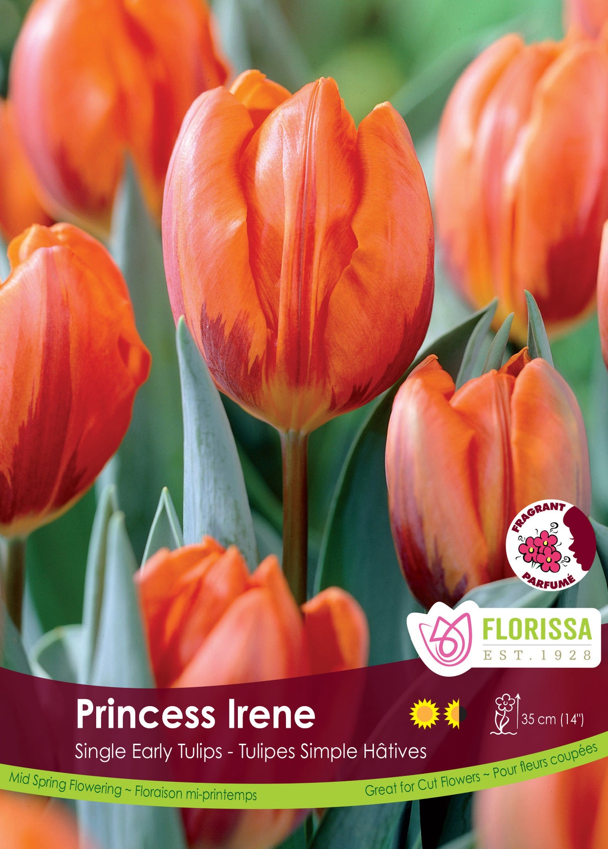 Tulip Single Early - Princess Irene Bulk