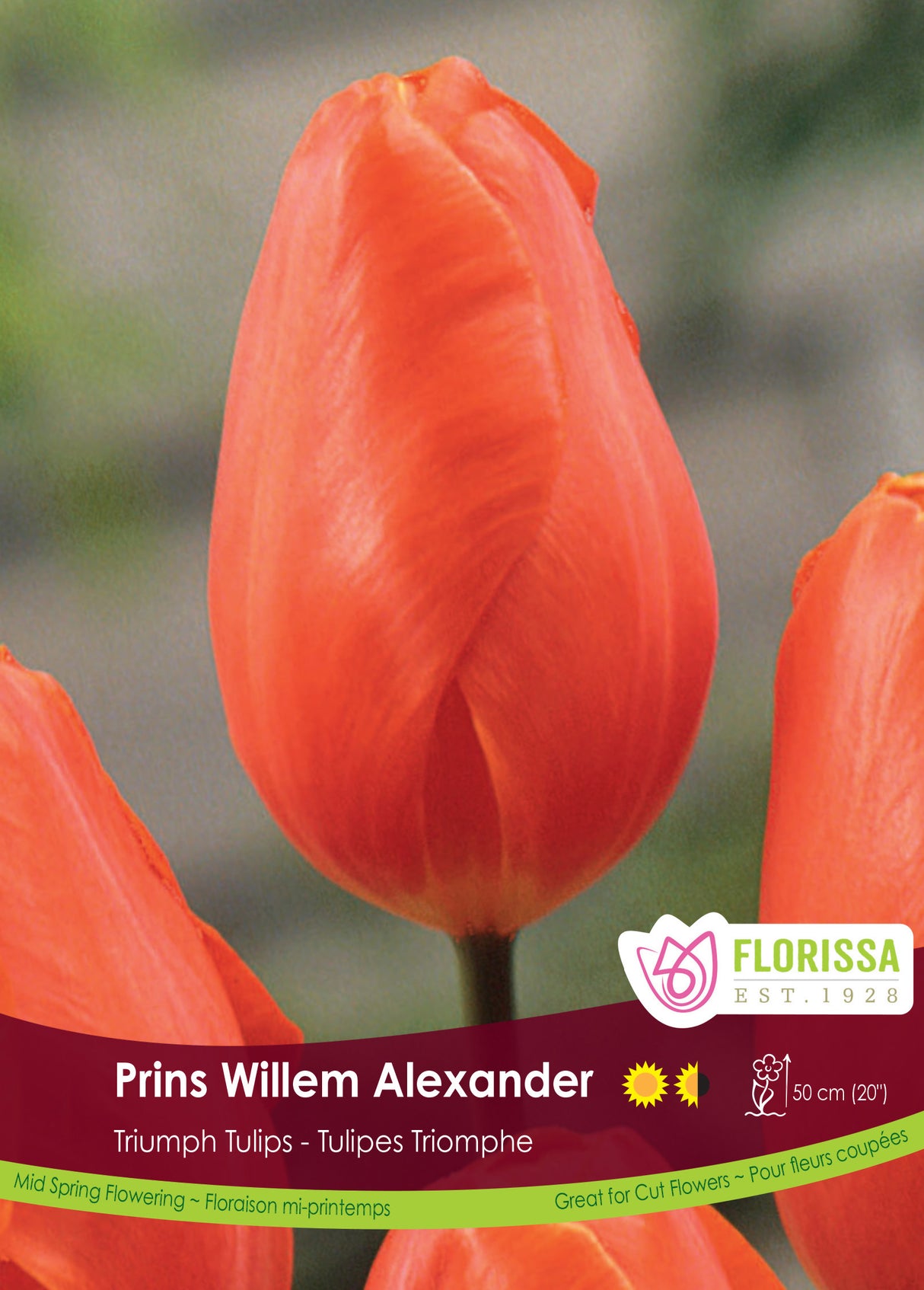 Tulip Triumph - Prins Willem Alexander Bulk