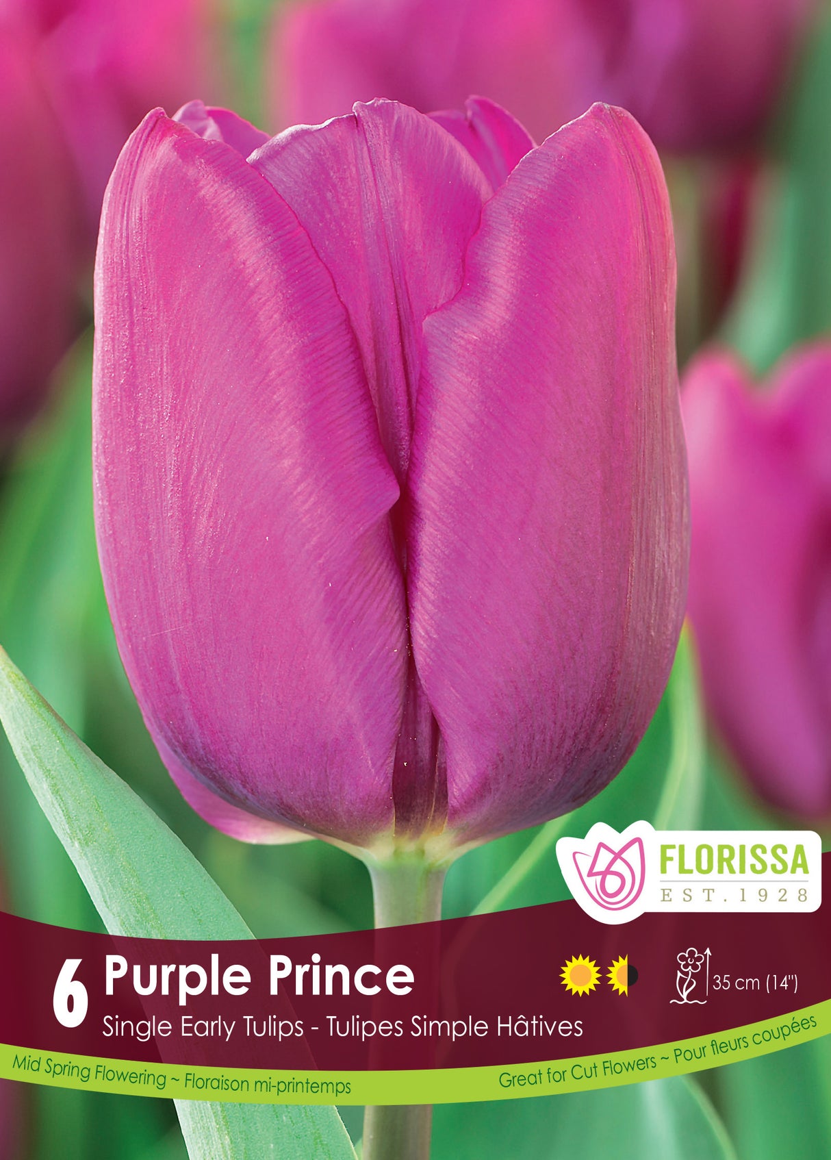 Tulip Single Early - Purple Prince Retail