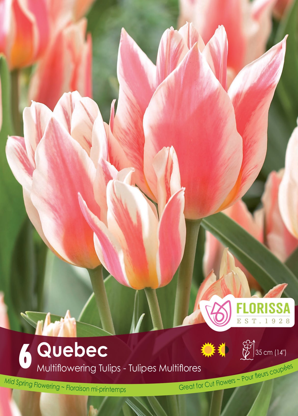 Tulip Multiflowering - Quebec Retail