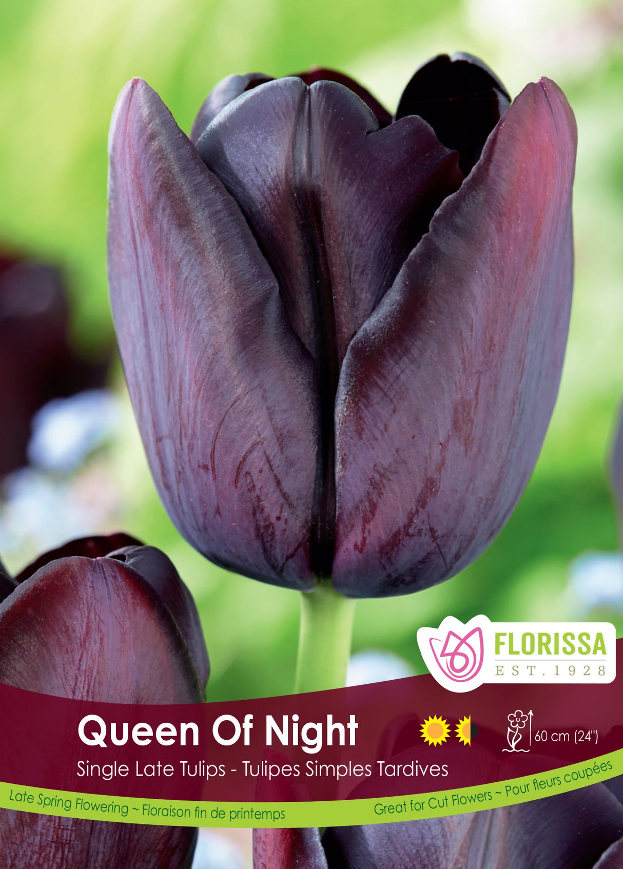 Tulip Single Late - Queen Of Night Bulk