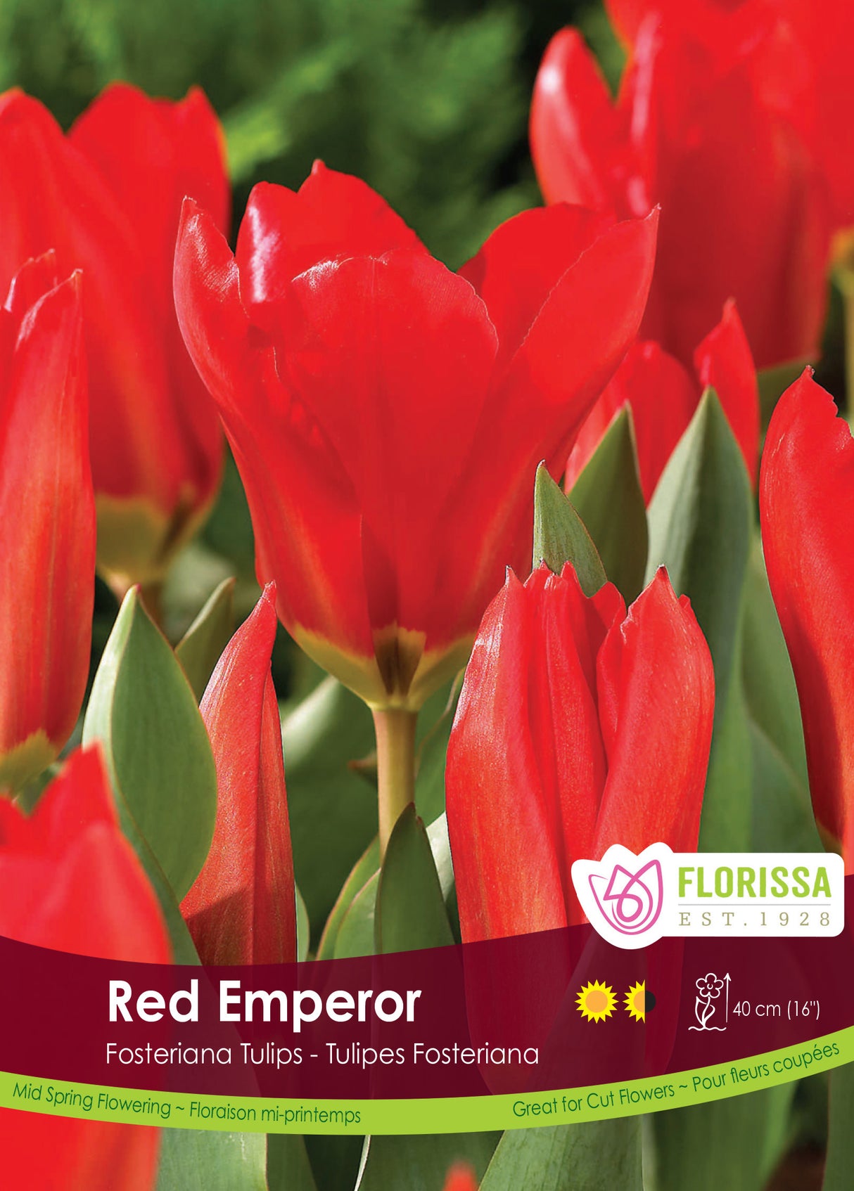 Tulip Fosteriana - Red Emperor Bulk