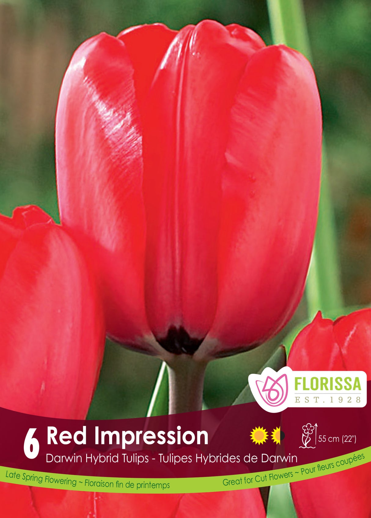 Tulip Darwin Hybrid - Red Impression Retail