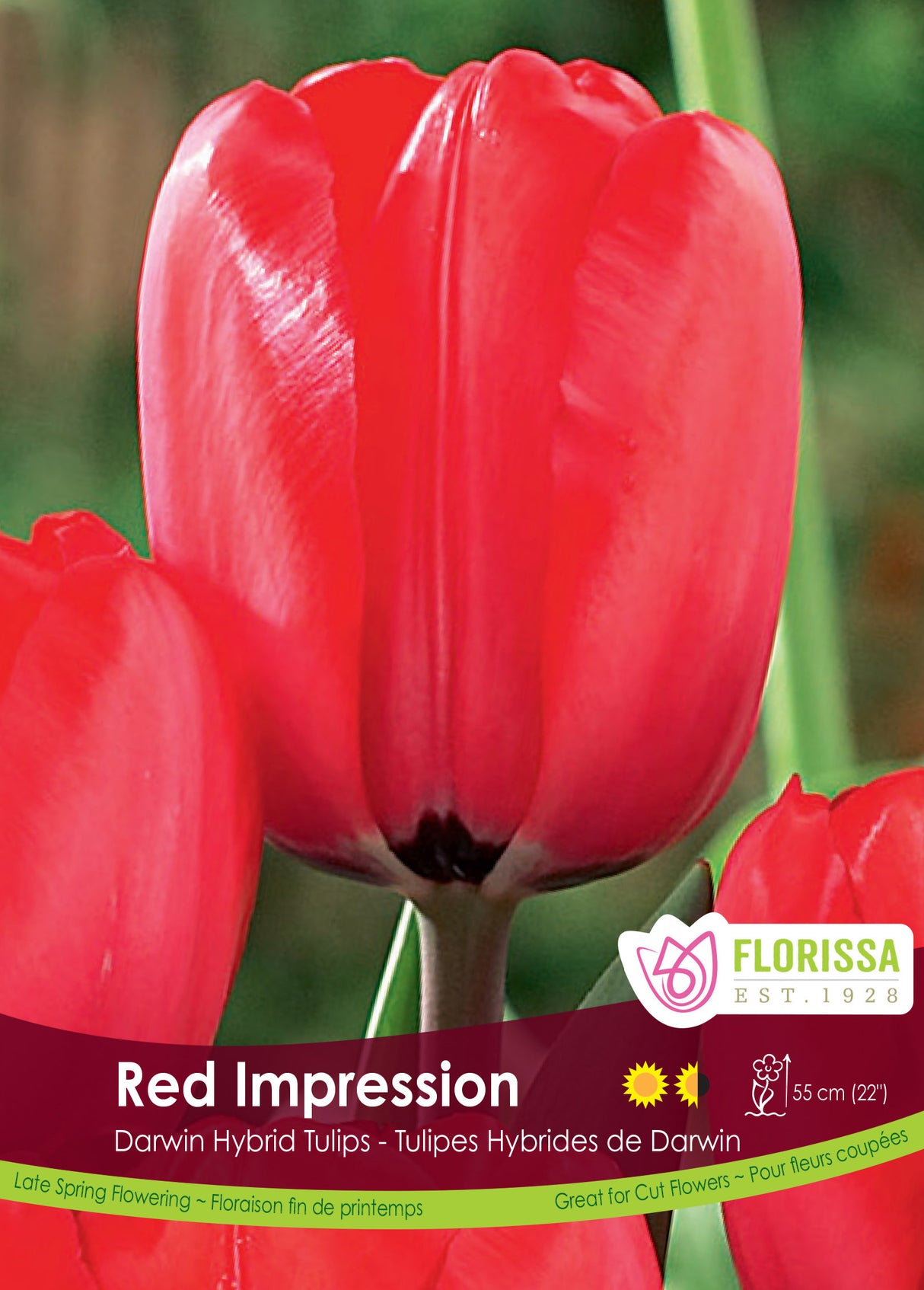 Tulip Darwin Hybrid - Red Impression Bulk