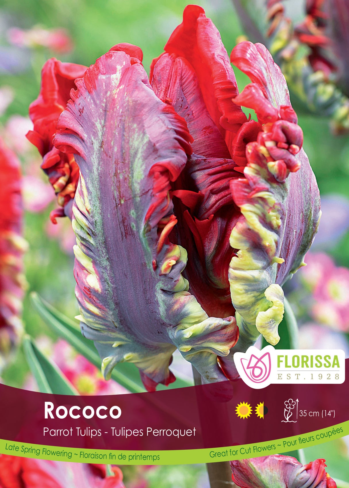 Tulip Parrot - Rococo Bulk
