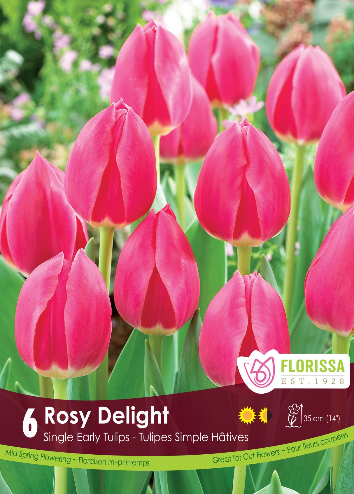 Tulip Single Early - Rosy Delight Retail
