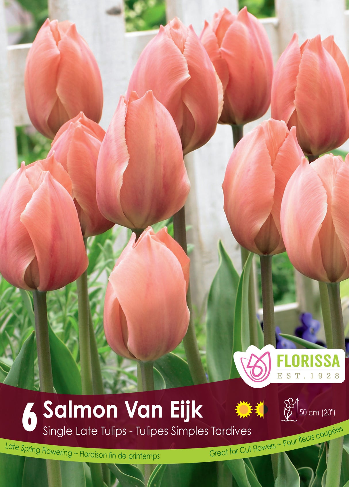 Tulip Darwin Hybrid - Salmon Van Eijk Retail