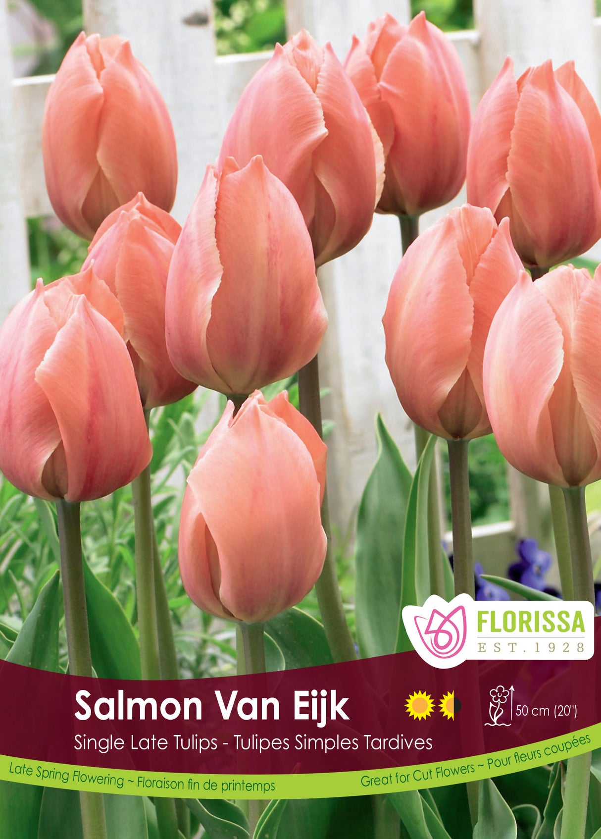 Tulip Darwin Hybrid - Salmon Van Eijk Bulk