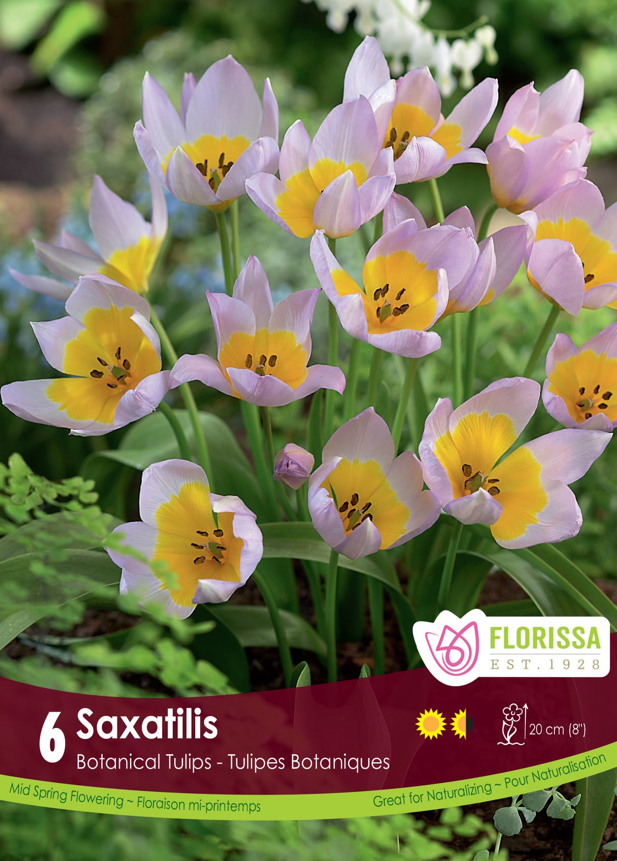 Tulip Botanical - Saxatilis Retail