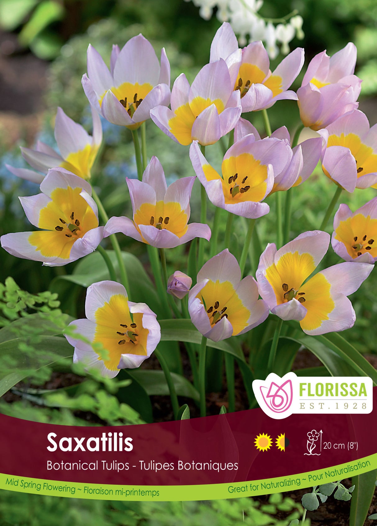 Tulip Botanical - Saxatilis Bulk