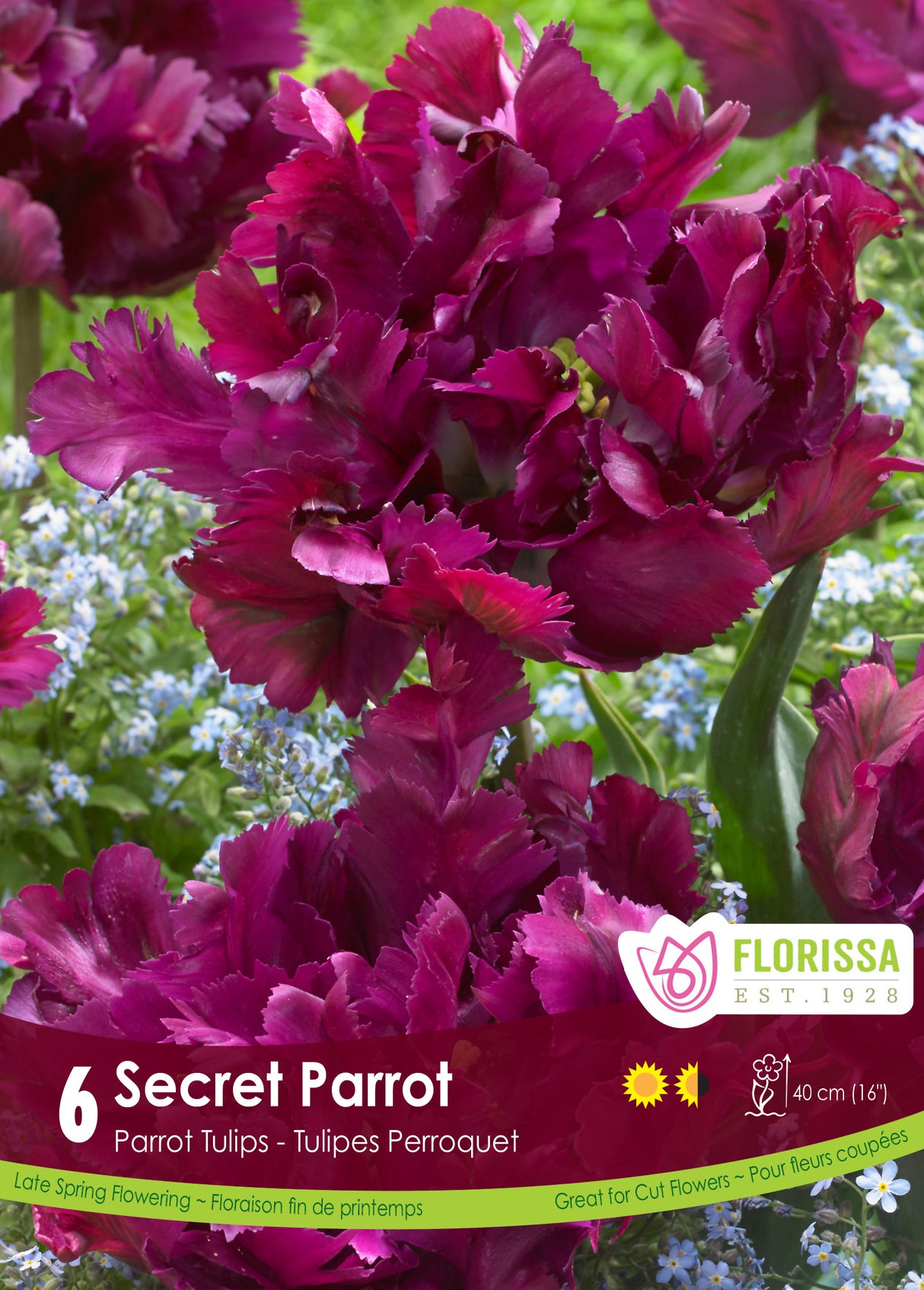 Tulip Parrot - Secret Parrot Retail