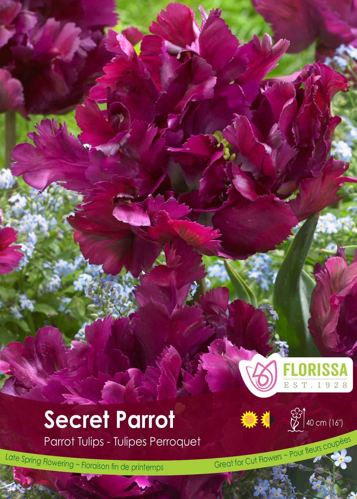 Tulip Parrot - Secret Parrot Bulk