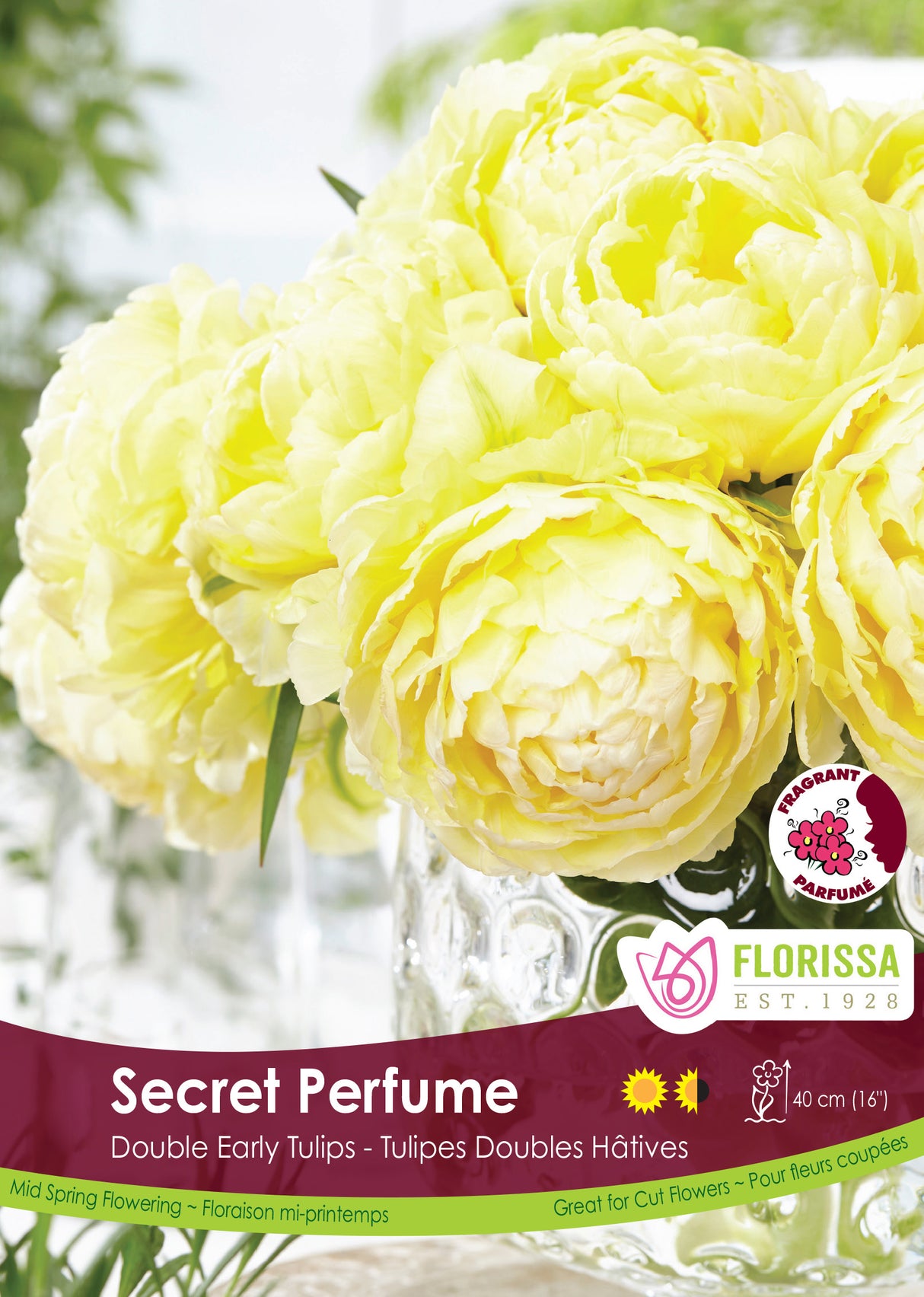 Tulip Double Early - Secret Perfume Bulk