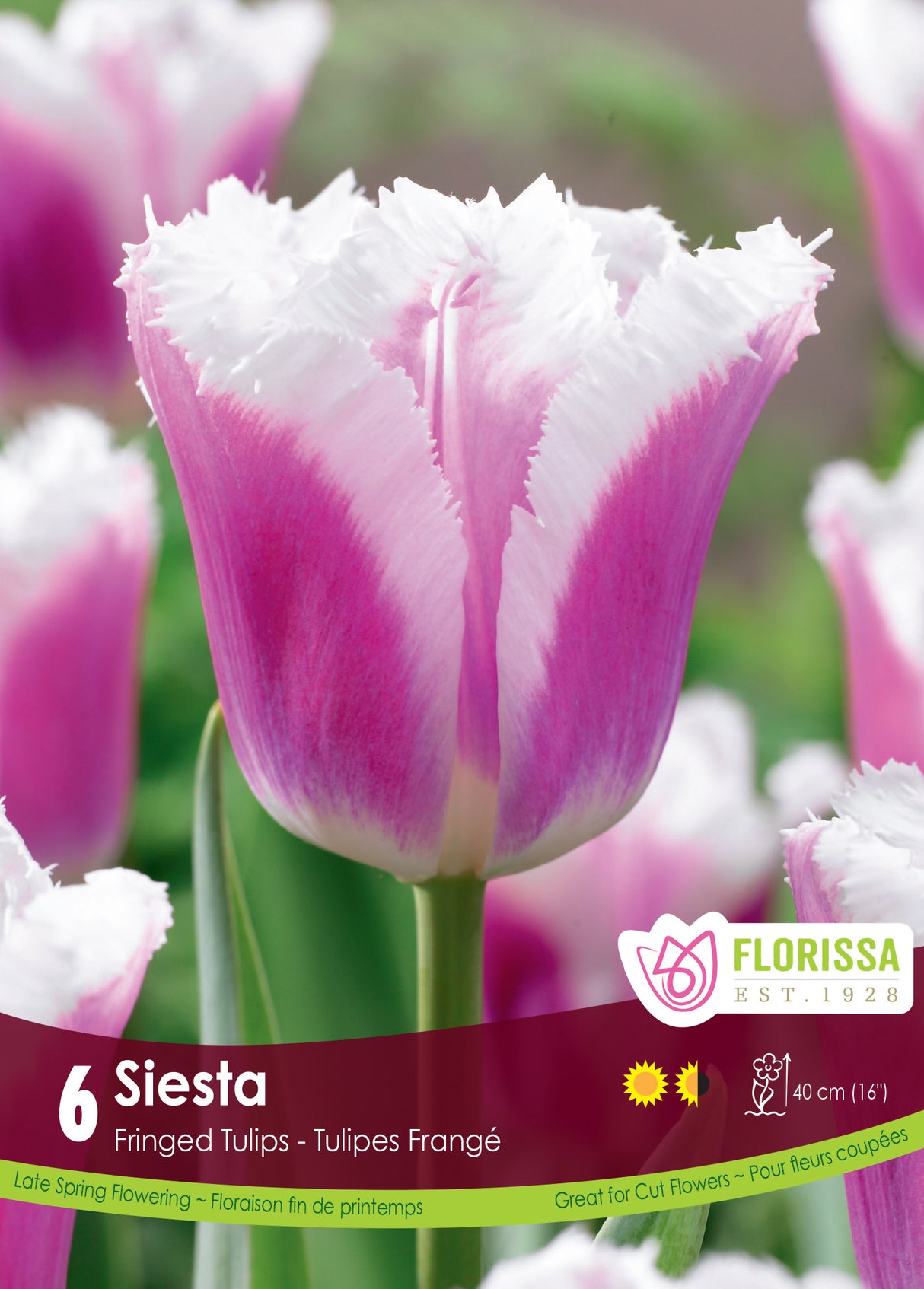 Tulip Fringed - Siesta Retail