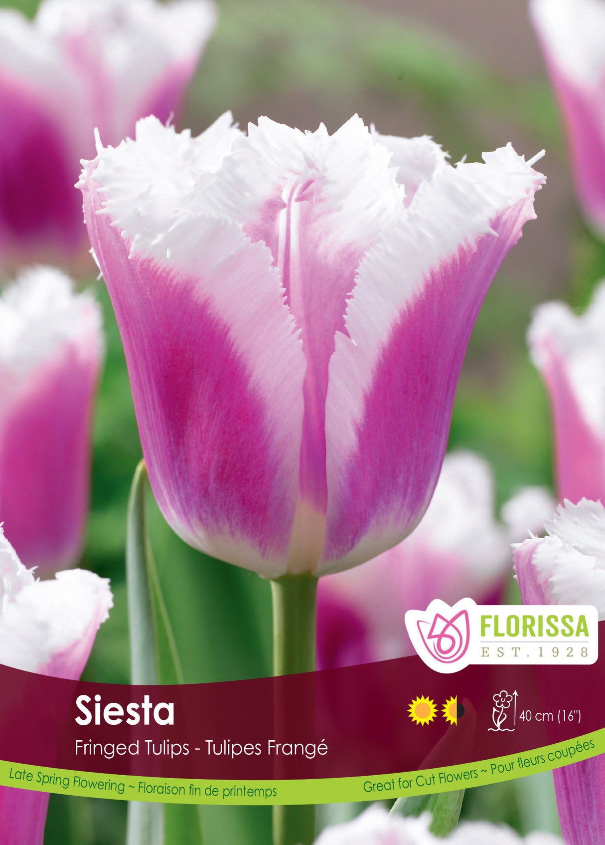 Tulip Fringed - Siesta Bulk