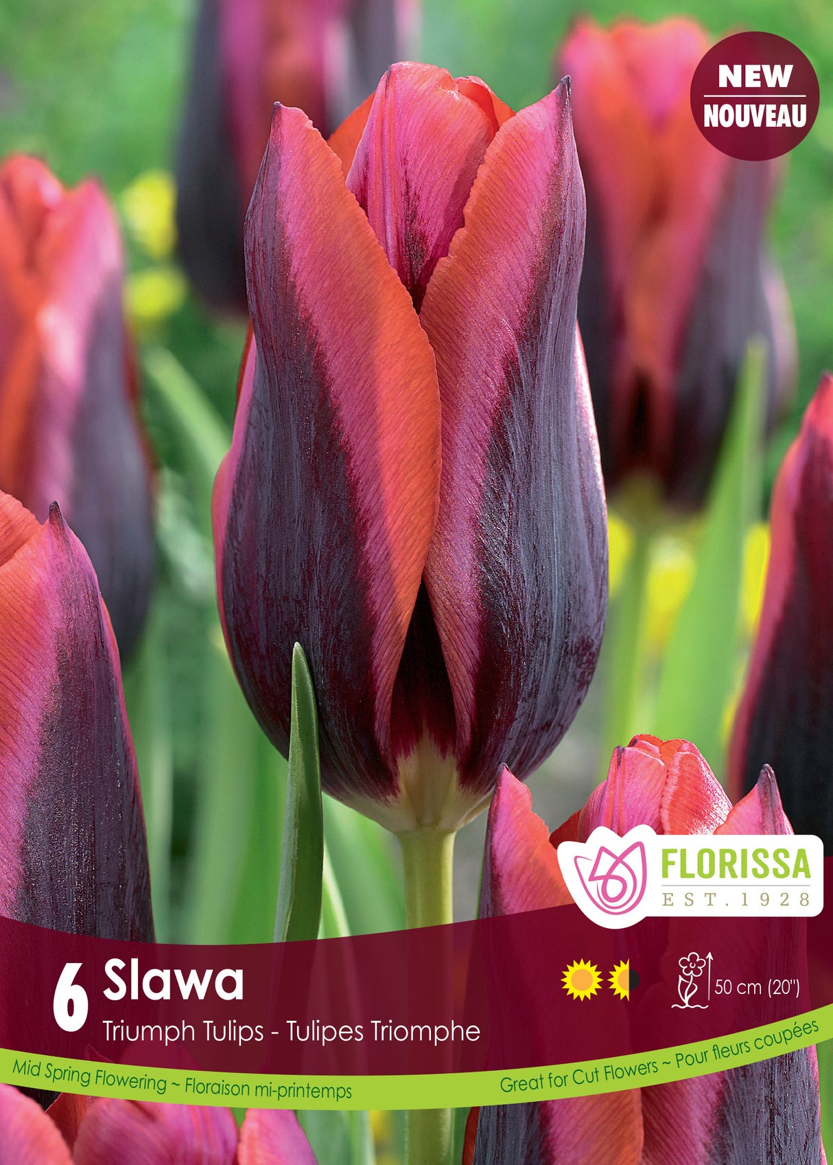 Tulip Triumph - Slawa Retail