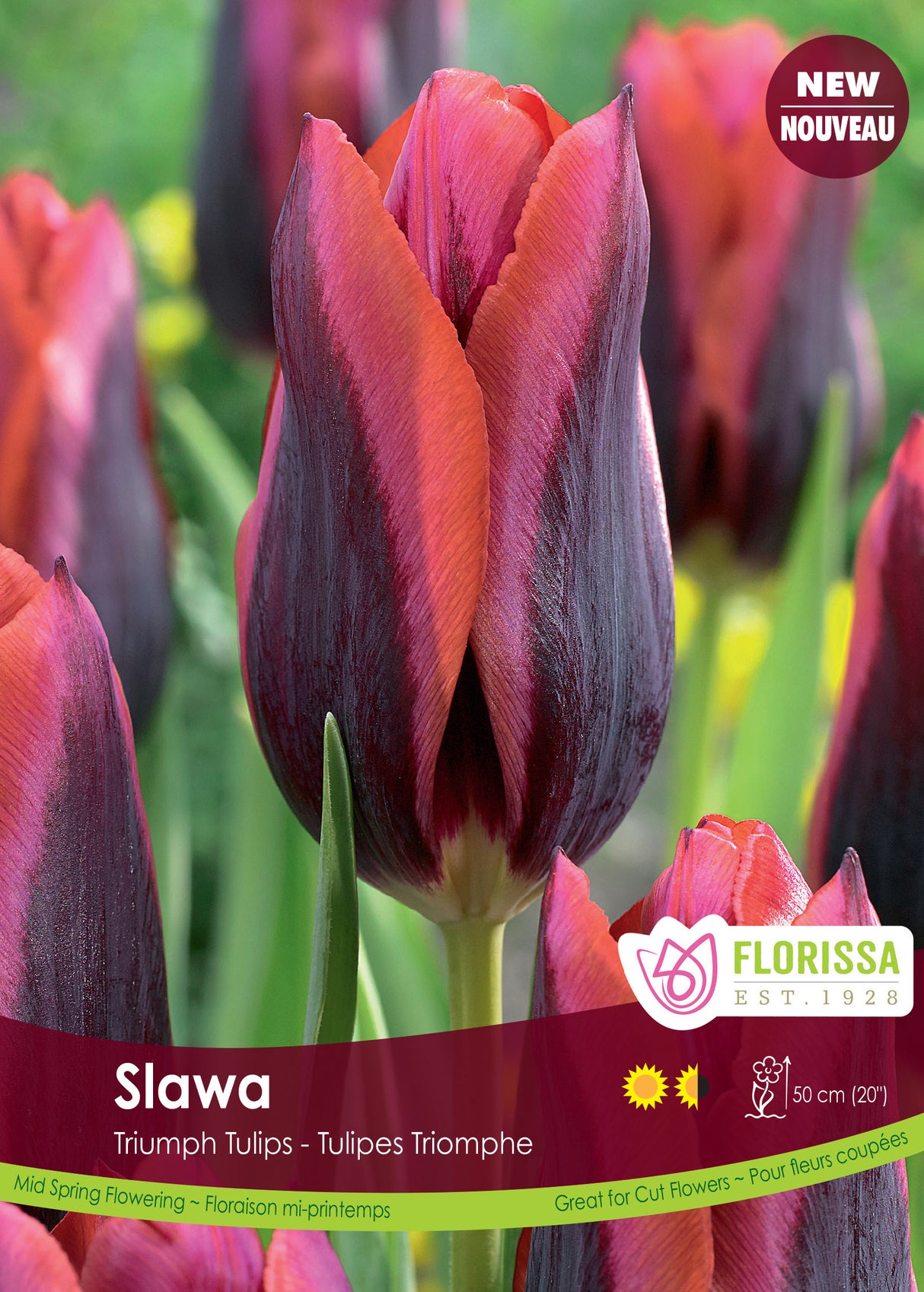 Tulip Triumph - Slawa Bulk