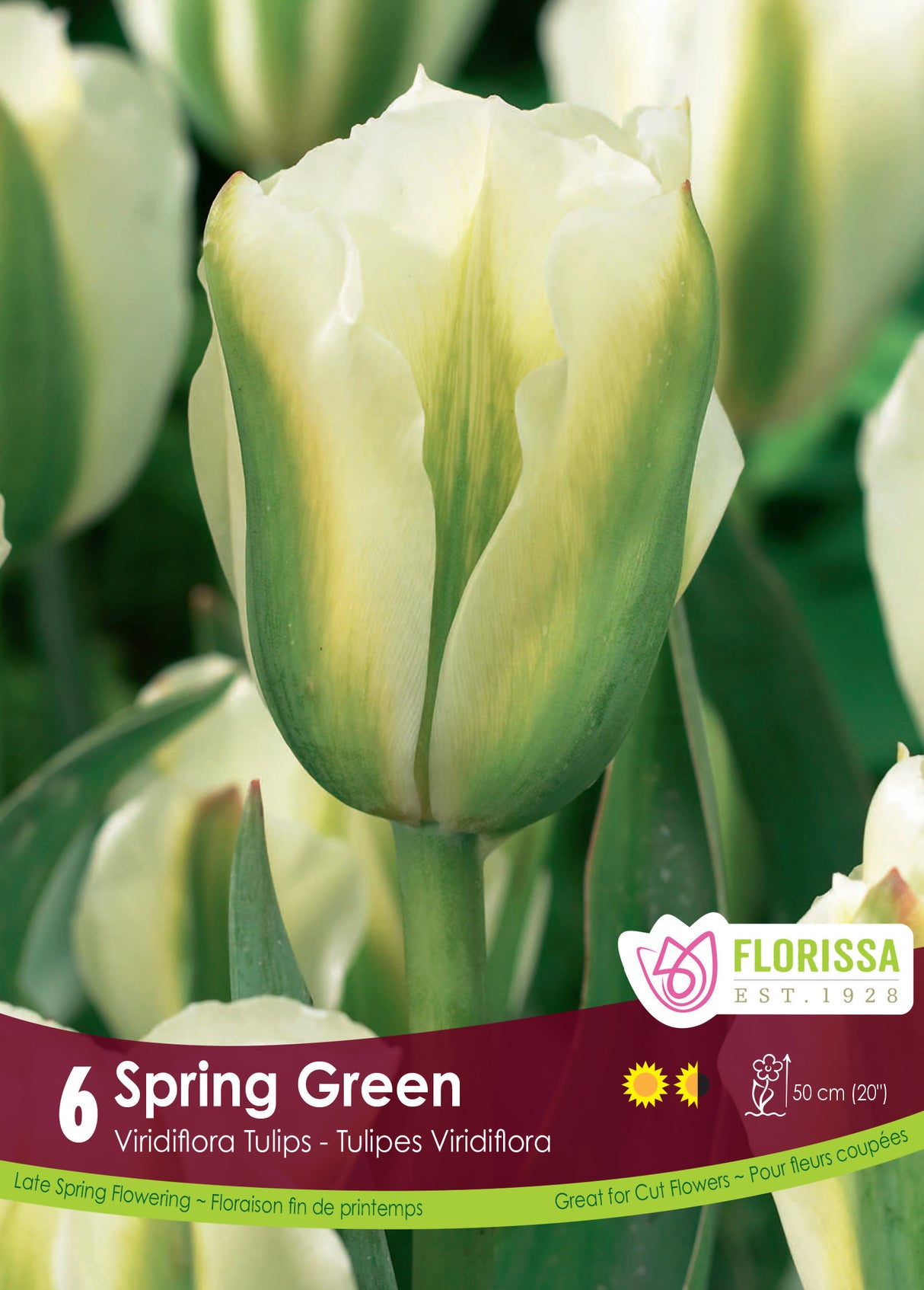 Tulip Green (Viridiflora) - Spring Green Retail