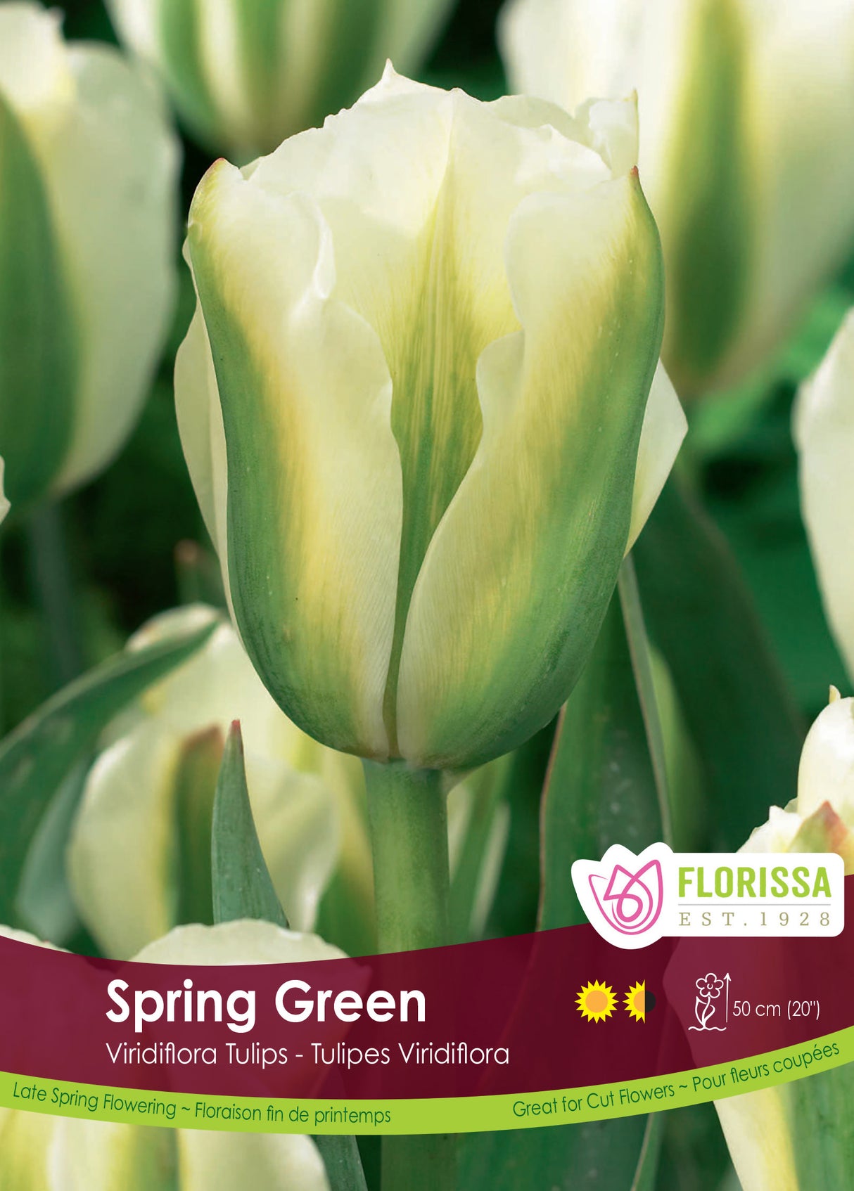 Tulip Green (Viridiflora) - Spring Green Bulk