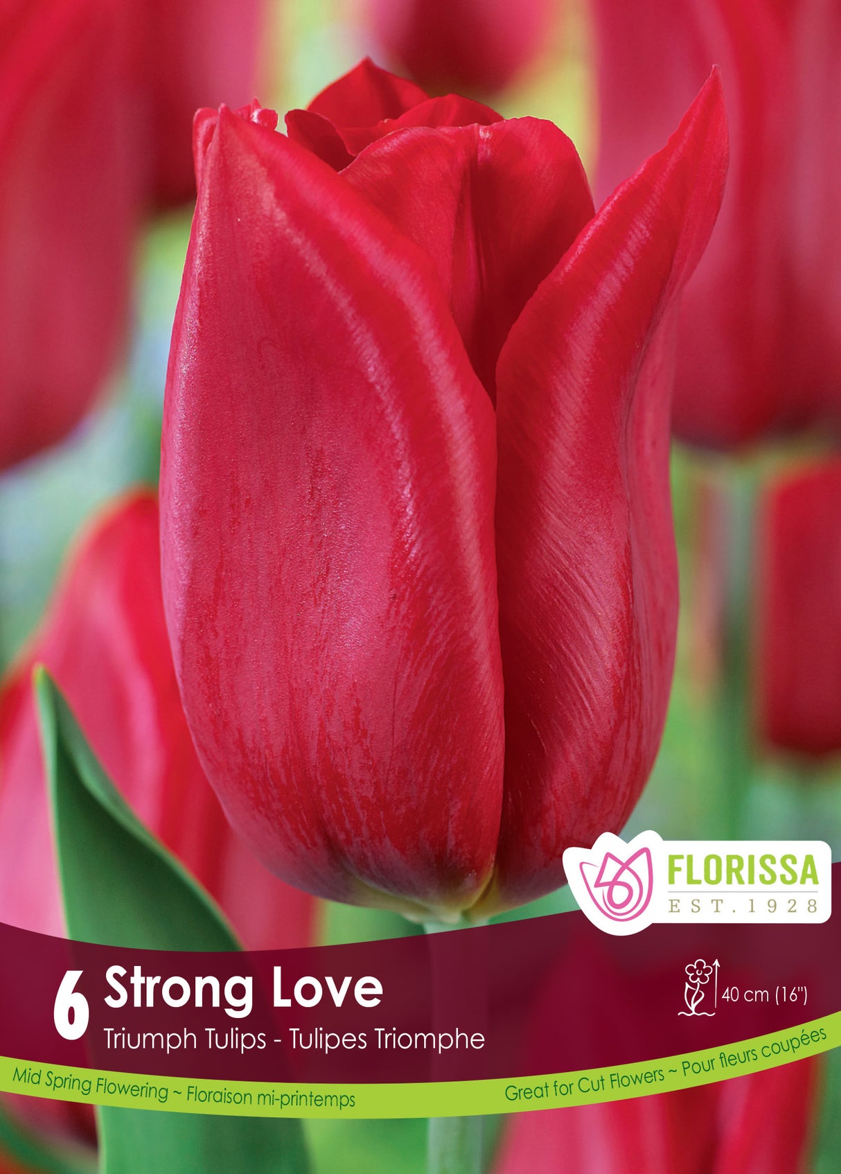 Tulip Triumph - Strong Love Retail
