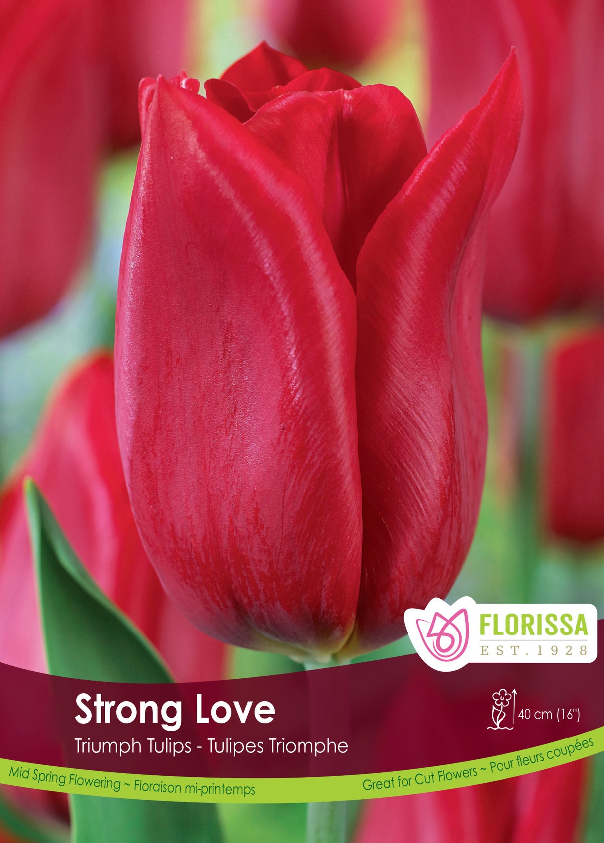 Tulip Triumph - Strong Love Bulk