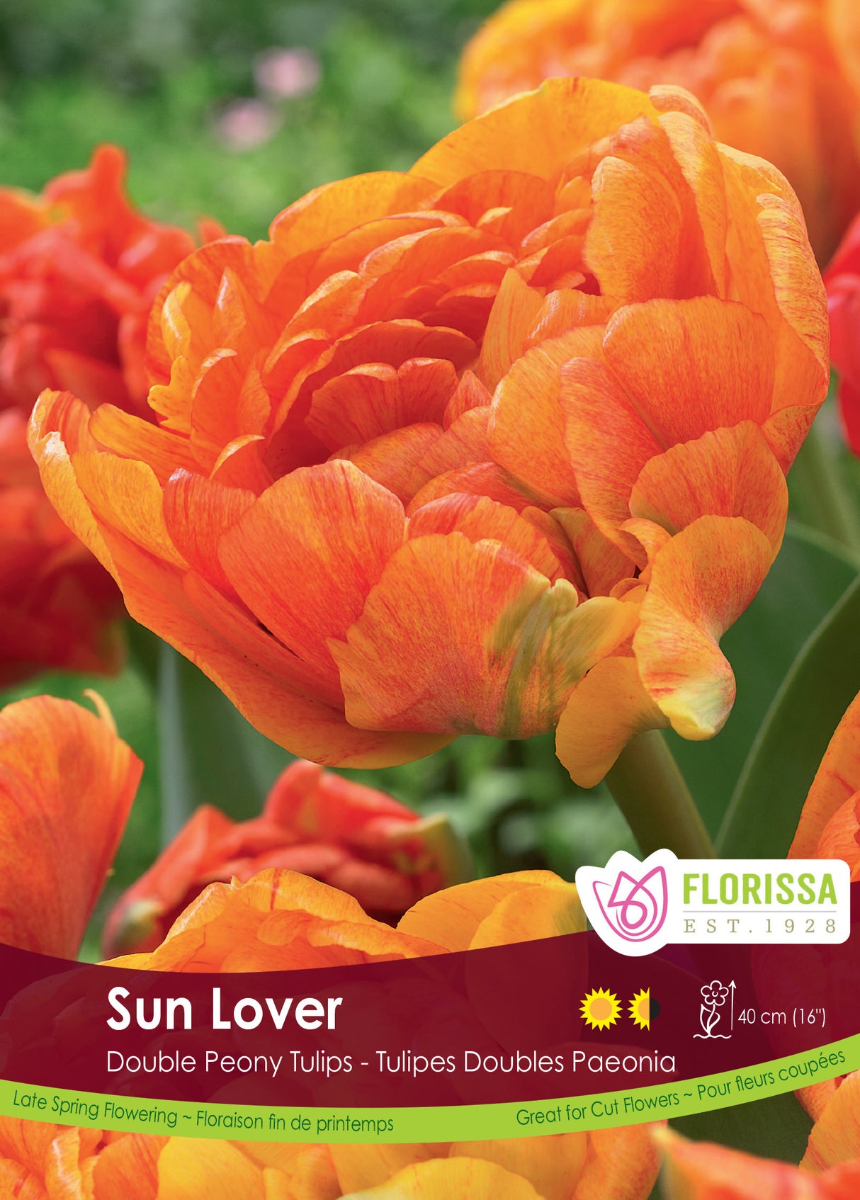 Tulip Double Late - Sun Lover Bulk