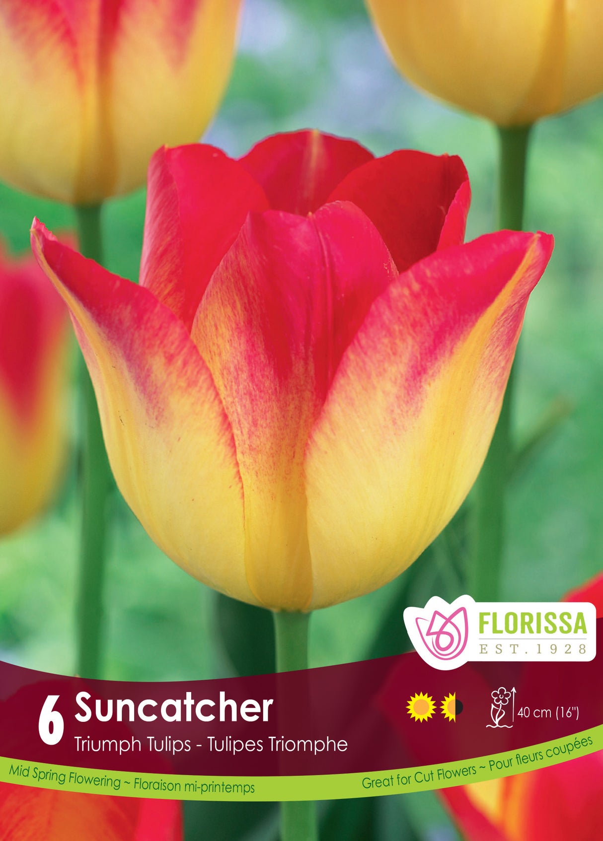 Tulip Triumph - Suncatcher Retail