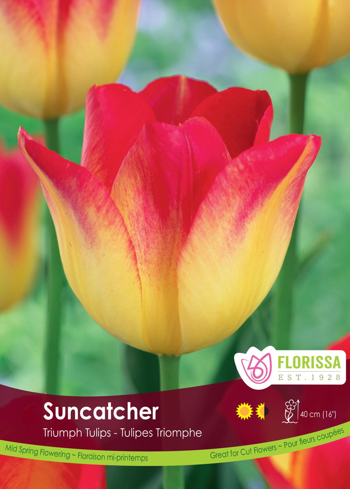 Tulip Triumph - Suncatcher Bulk