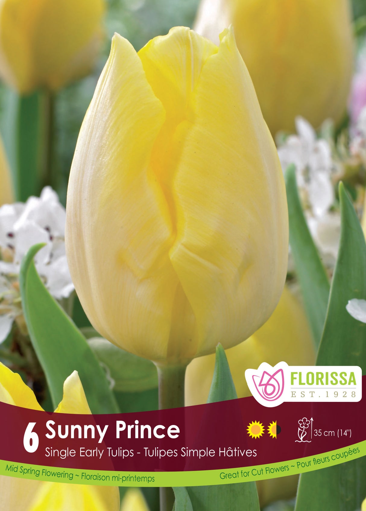 Tulip Single Early - Sunny Prince Retail
