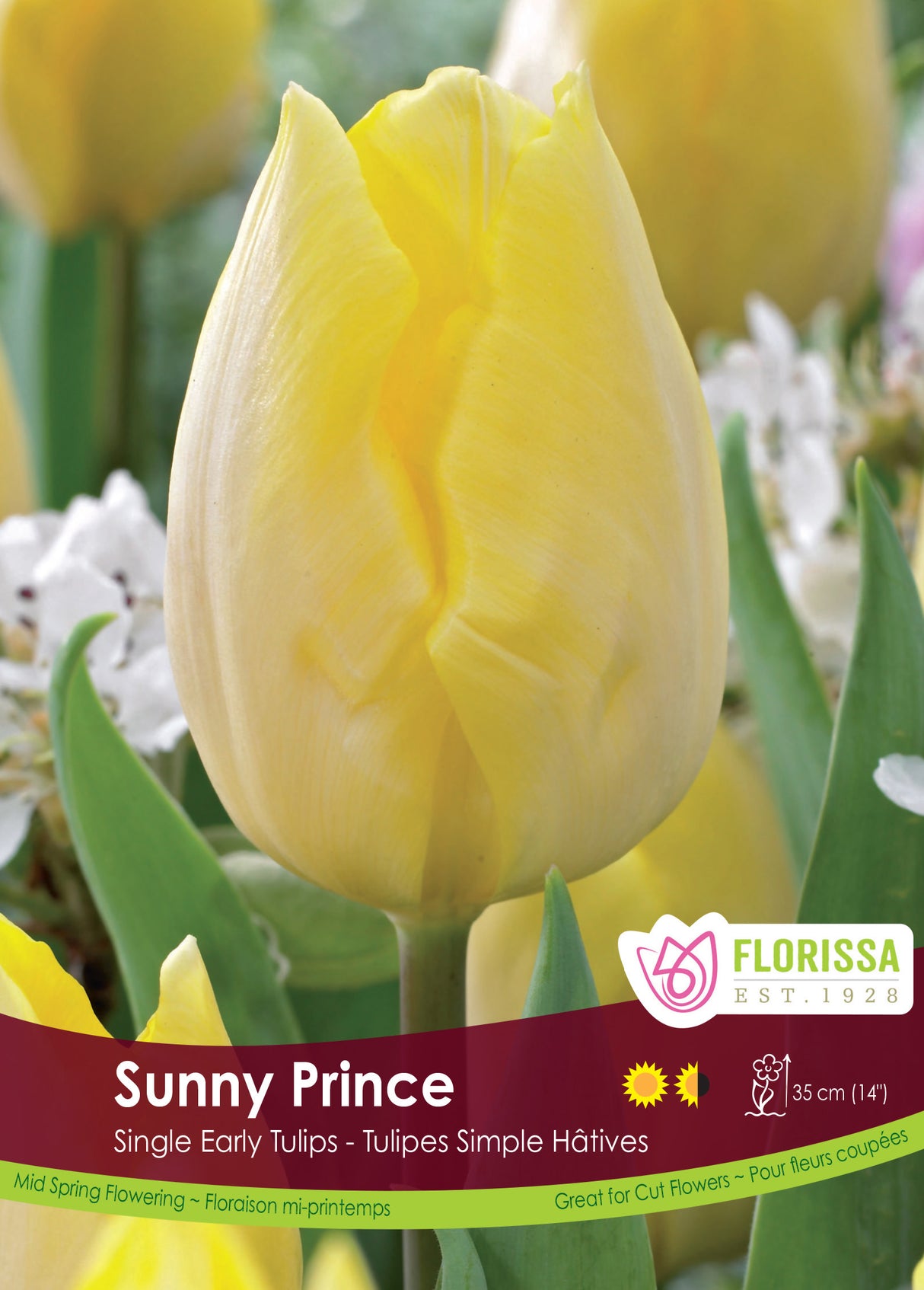 Tulip Single Early - Sunny Prince Bulk