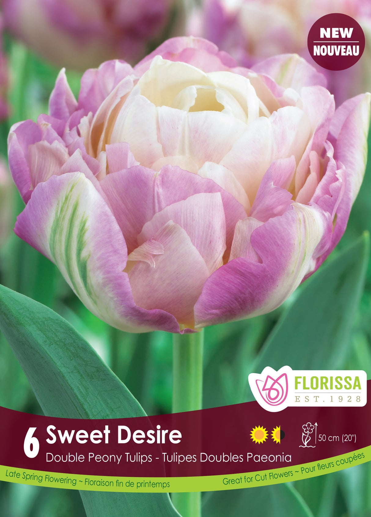 Tulip Double Late - Sweet Desire Retail