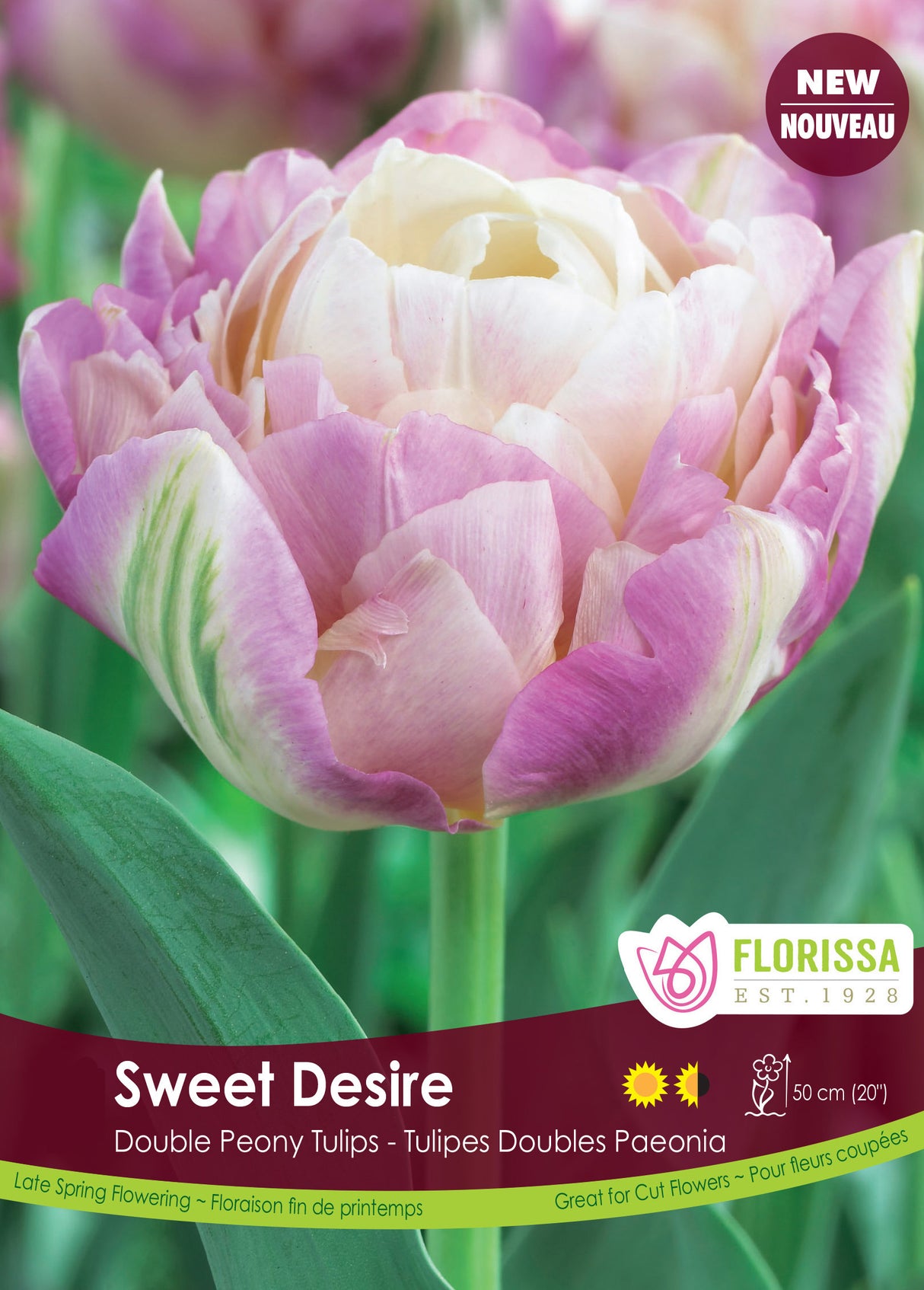 Tulip Double Late - Sweet Desire - Bulk