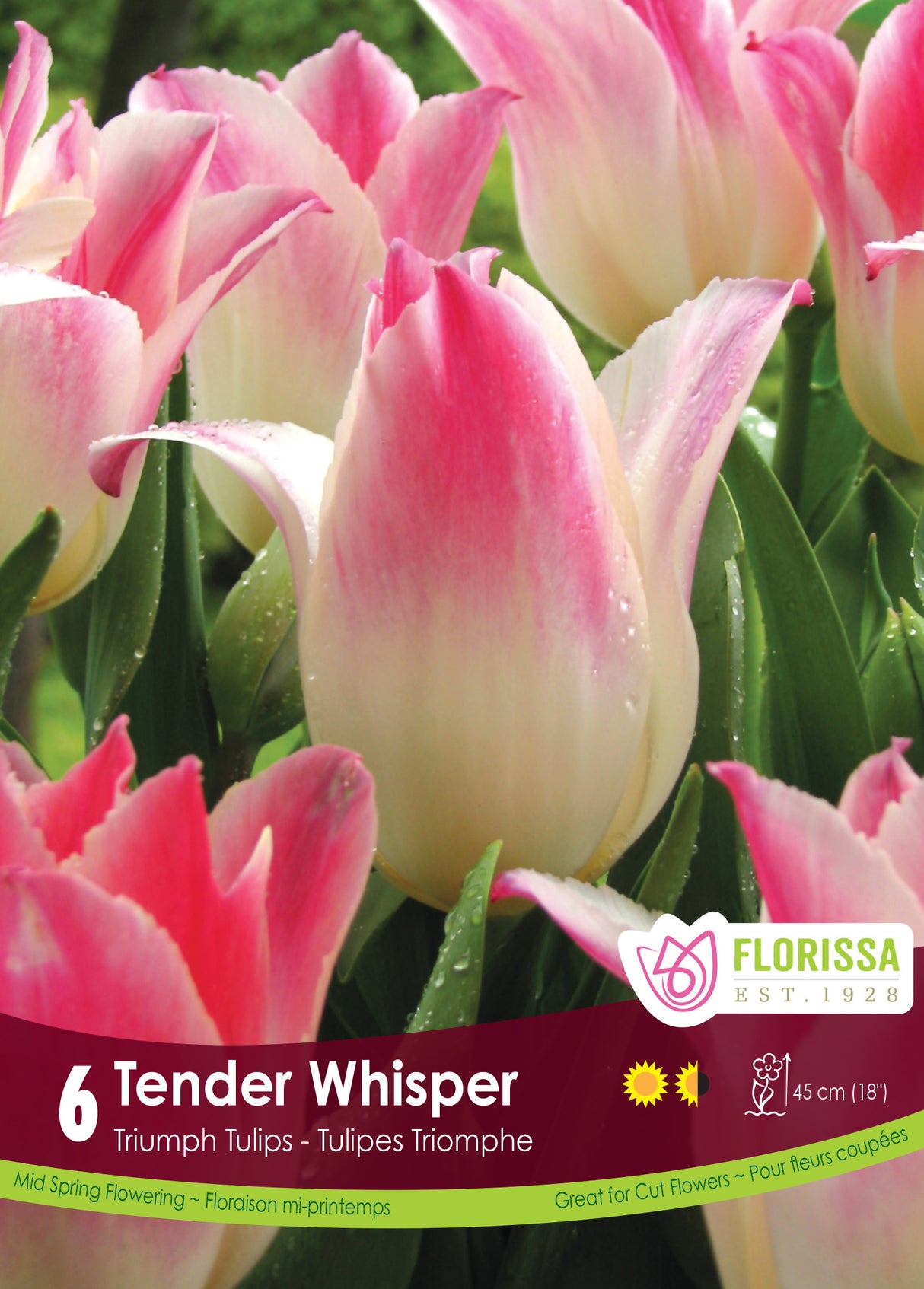 Tulip Triumph - Tender Whisper Retail