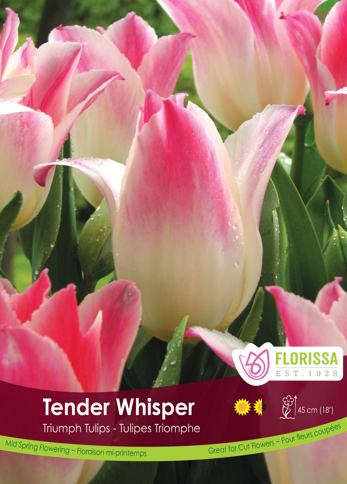 Tulip Triumph - Tender Whisper Bulk