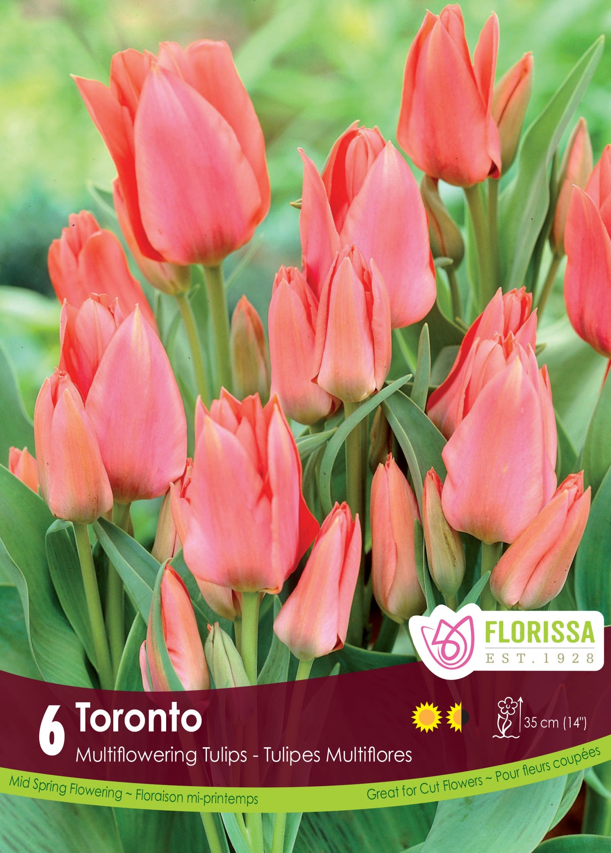 Tulip Multiflowering - Toronto Retail