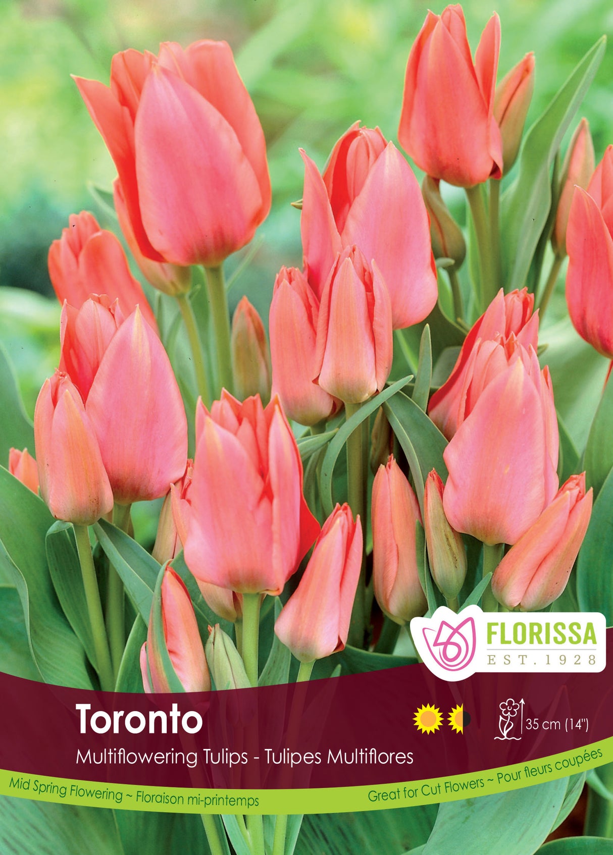 Tulip Mutliflowering - Toronto Bulk