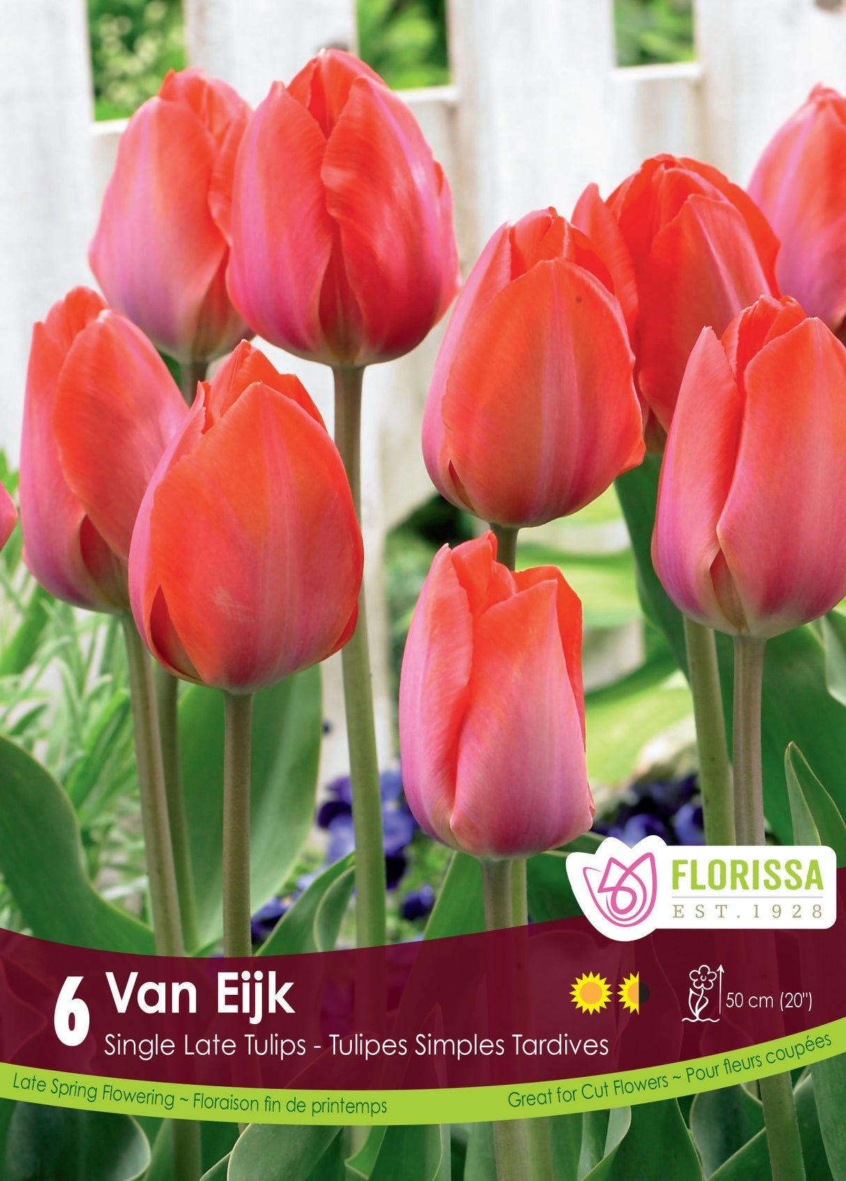 Tulip Darwin Hybrid - Van Eijk Retail