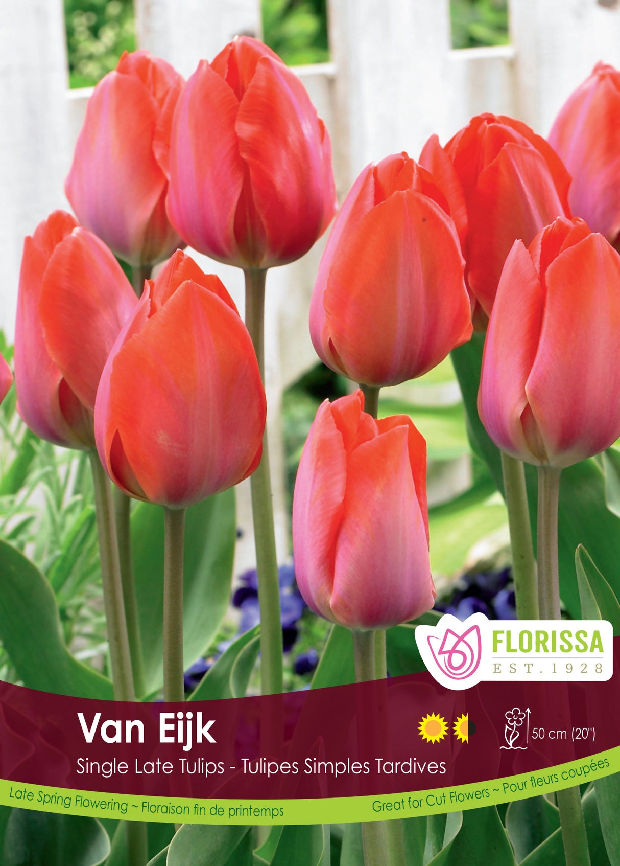Tulip Darwin Hybrid- Van Eijk Bulk