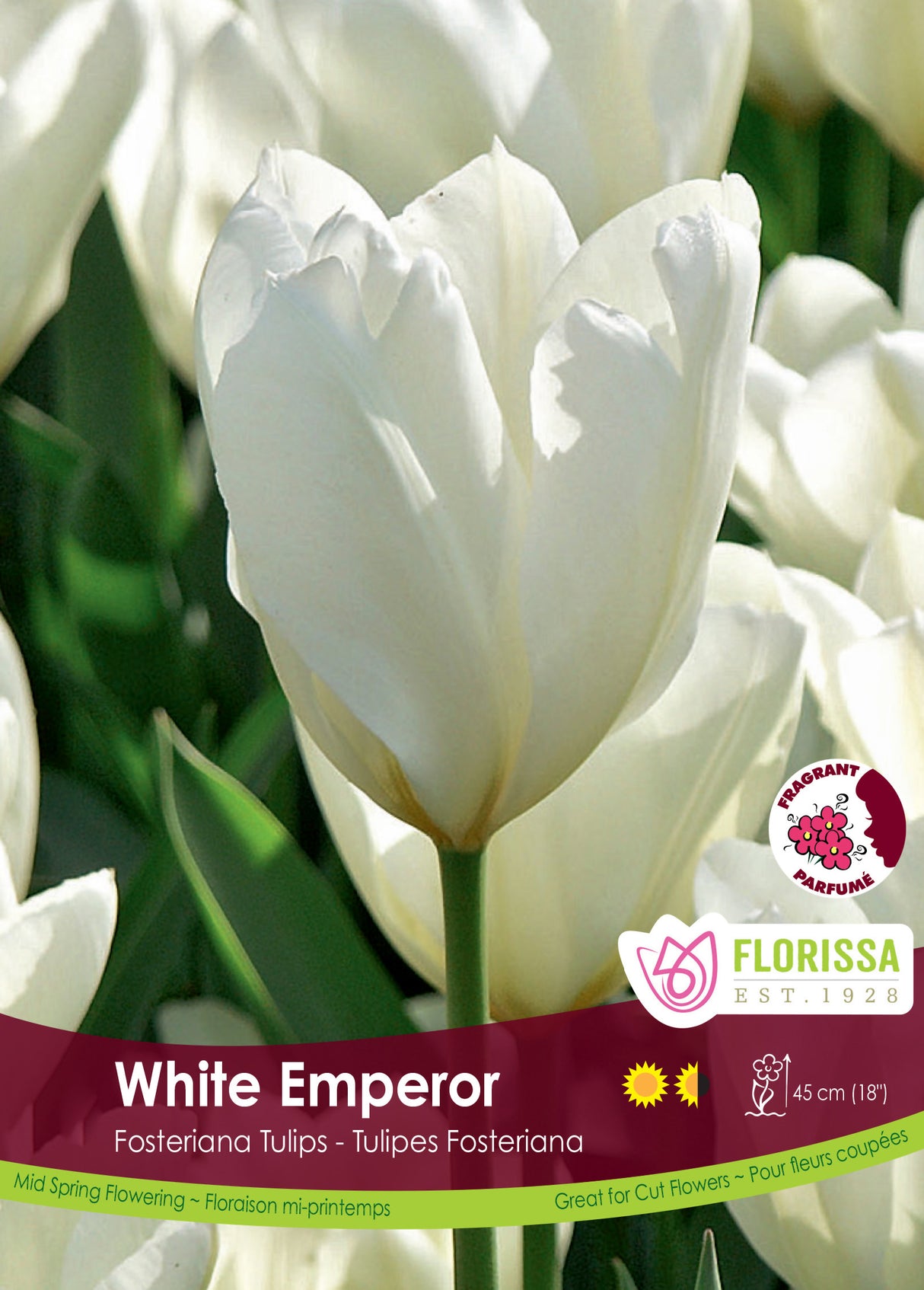 Tulip Fosteriana - White Emperor Bulk