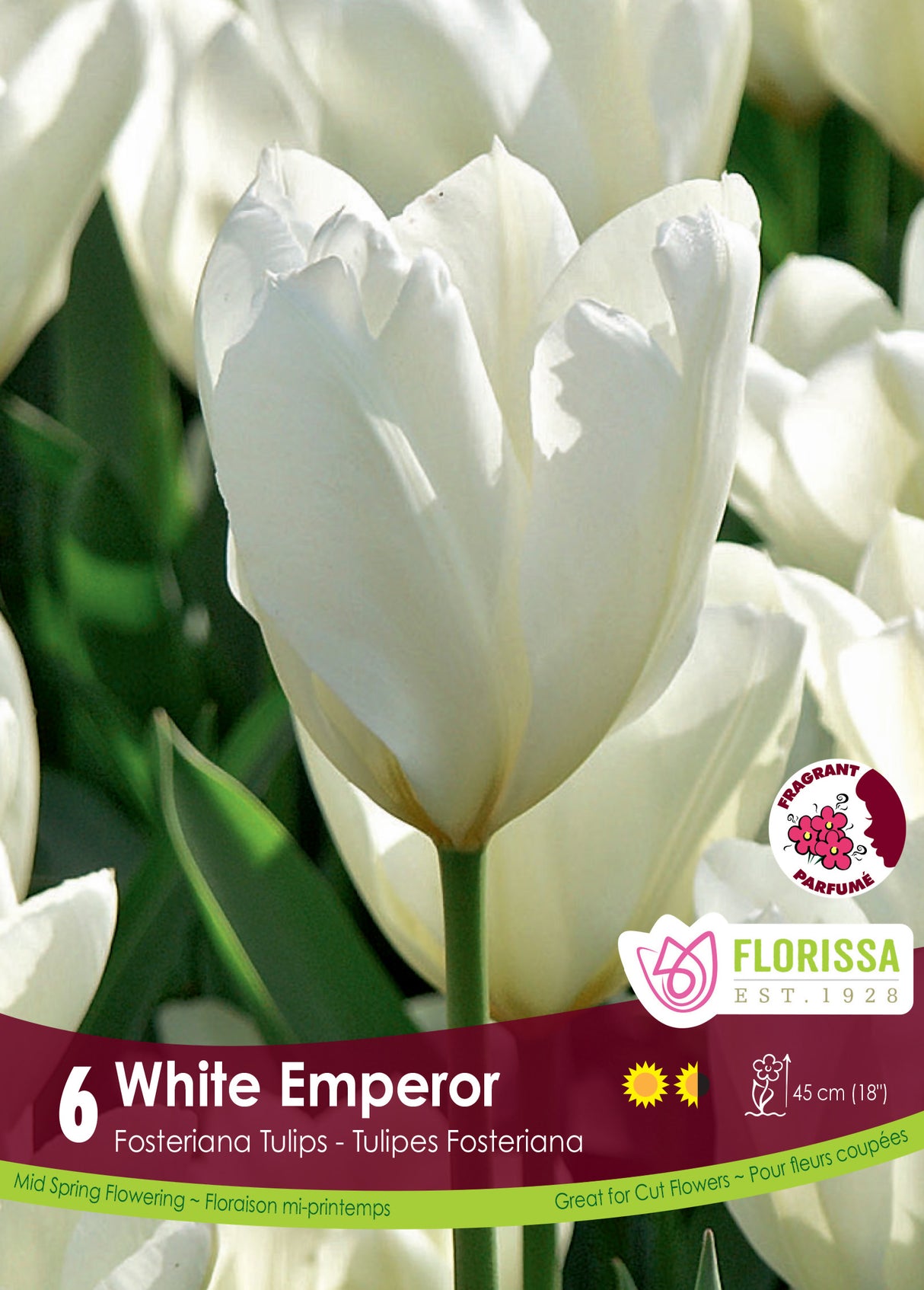 Tulip Fosteriana - White Emperor Retail