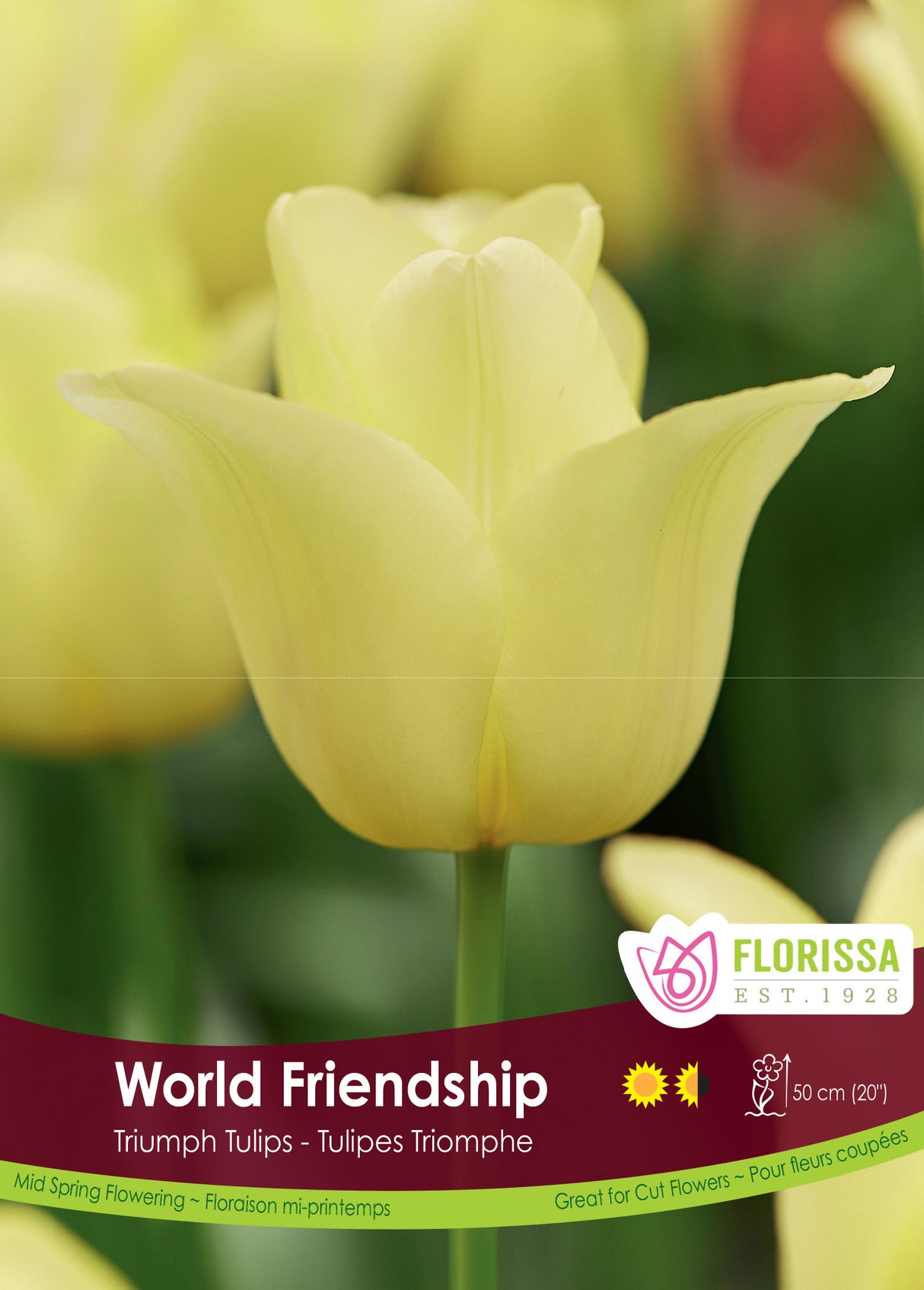 Tulip - Yellow Friendship Bulk Black Tray