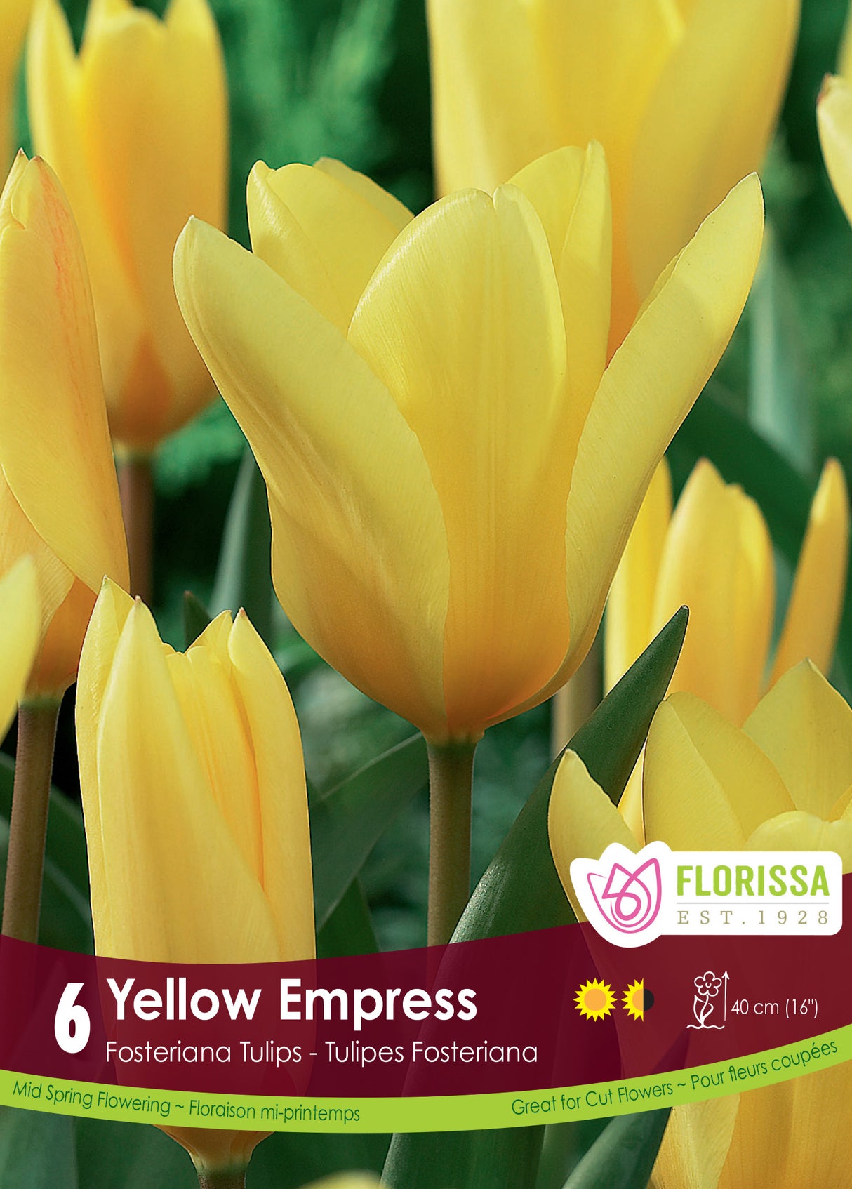 Tulip Fosteriana - Yellow Empress Retail